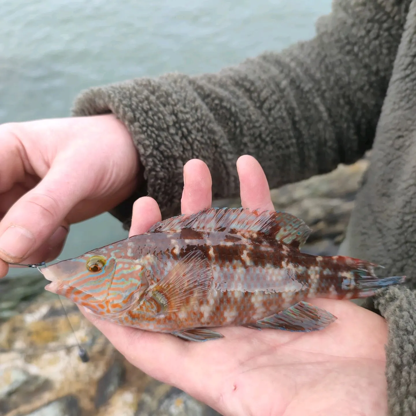 The most popular recent Corkwing wrasse catch on Fishbrain