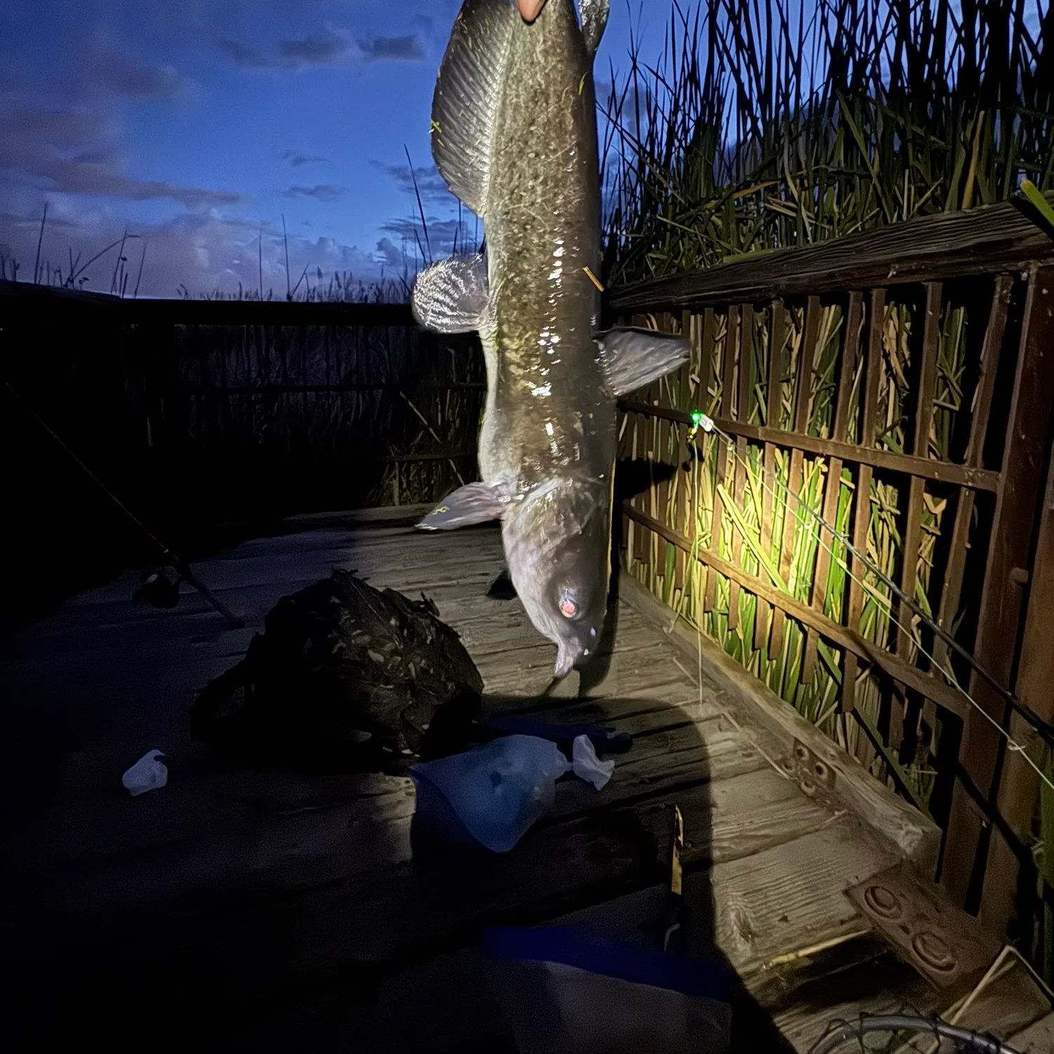 Channel catfish caught on Fishbrain