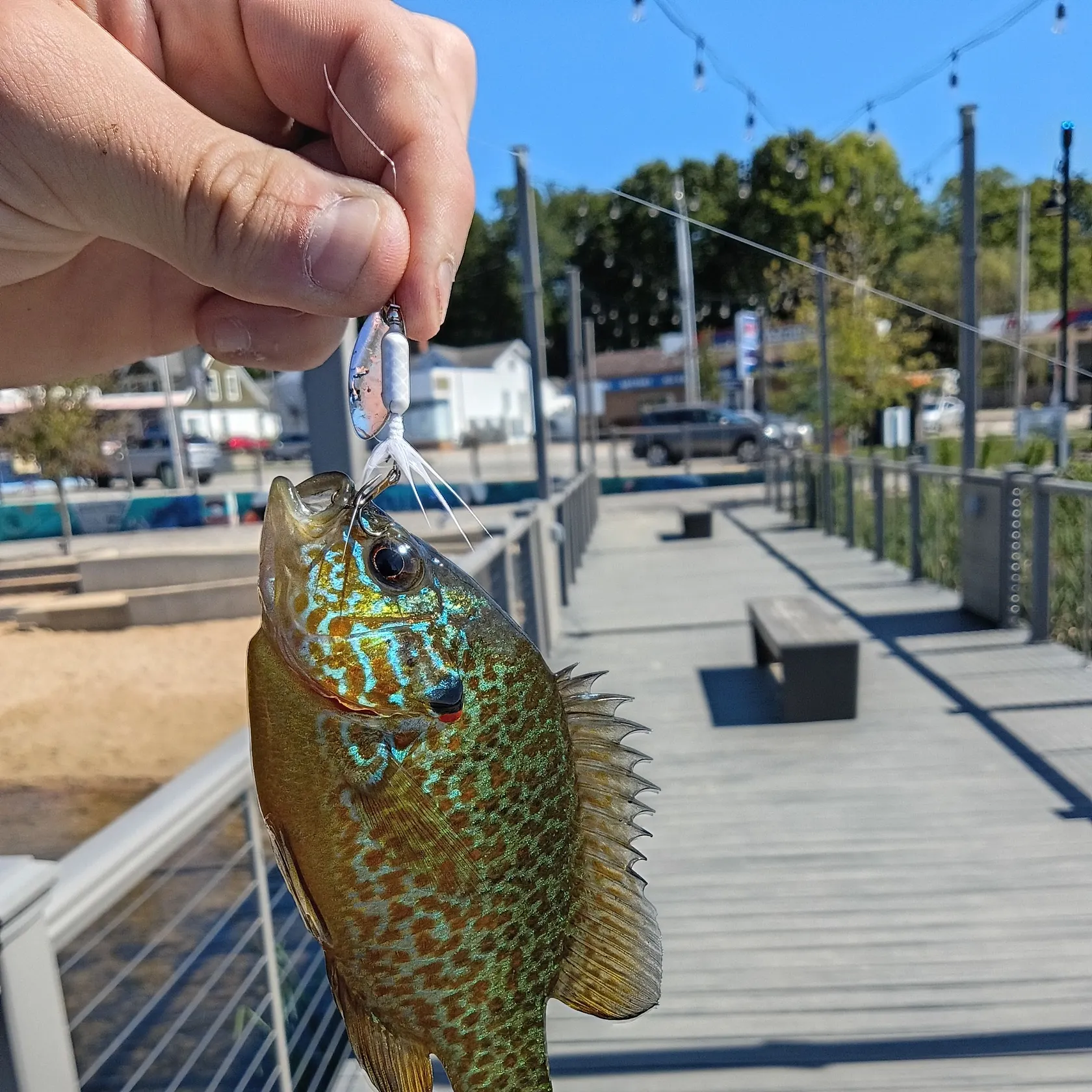 Pumpkinseed caught on Fishbrain