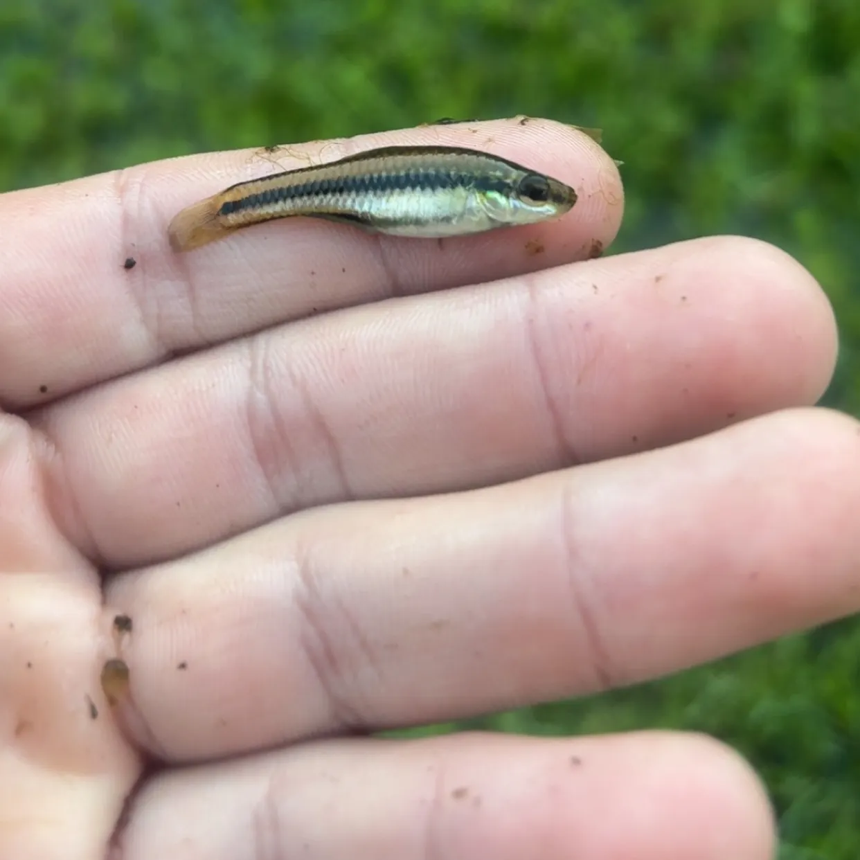 The most recent Bluefin killifish catches on Fishbrain