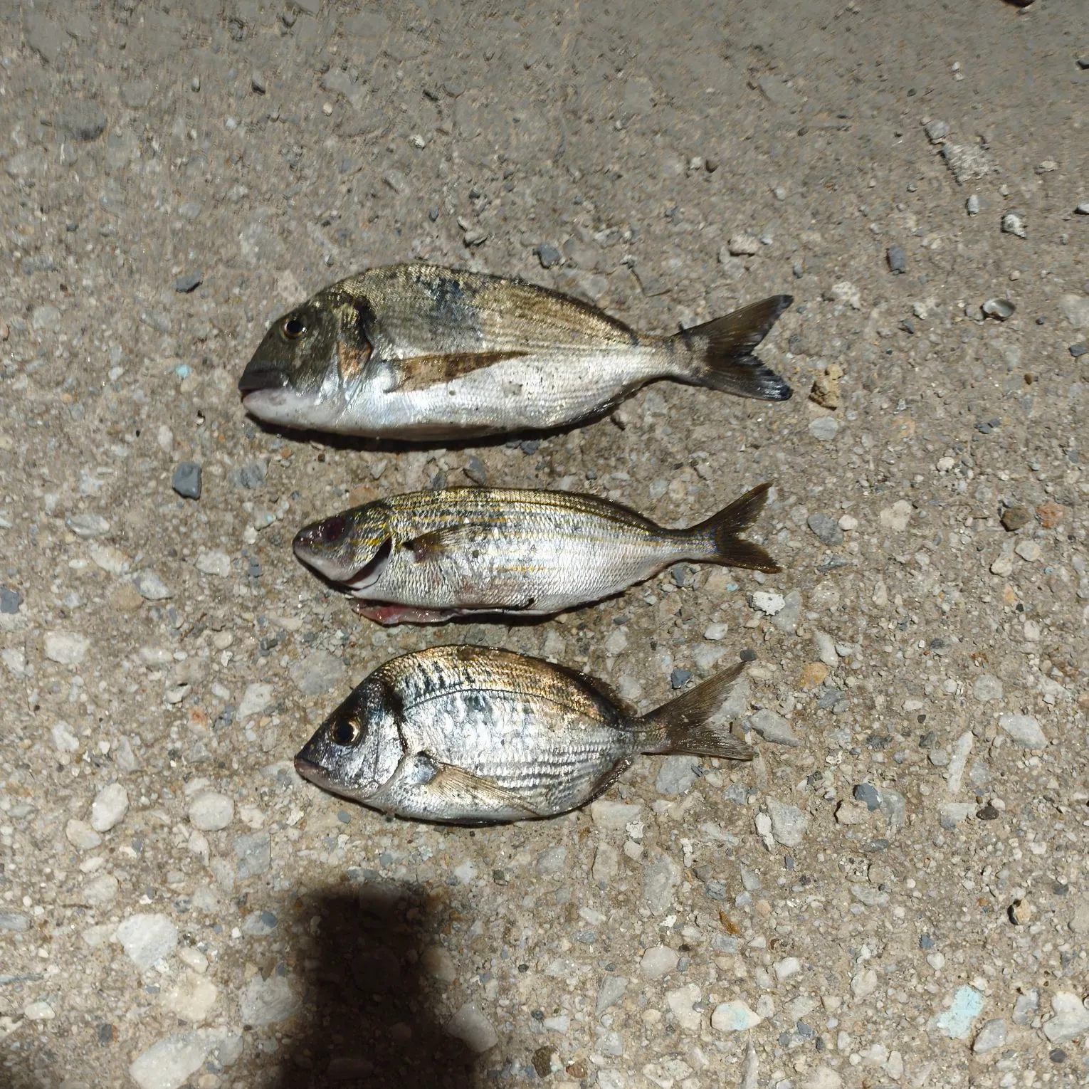 The most recent Gilthead seabream catches on Fishbrain