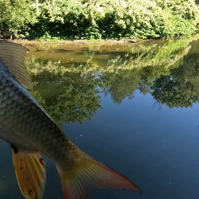 Shorthead redhorse caught on Fishbrain