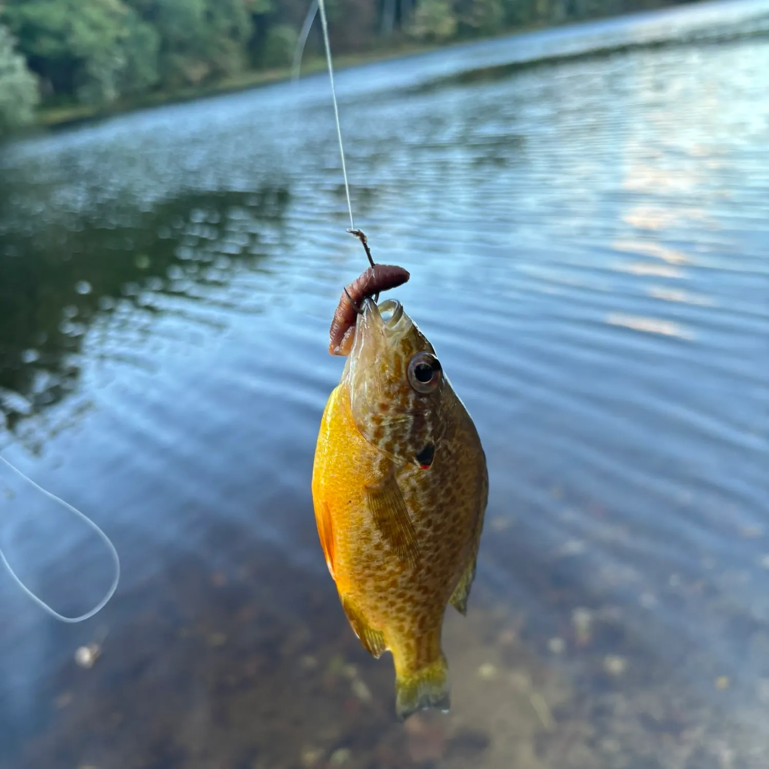 Pumpkinseed caught on Fishbrain