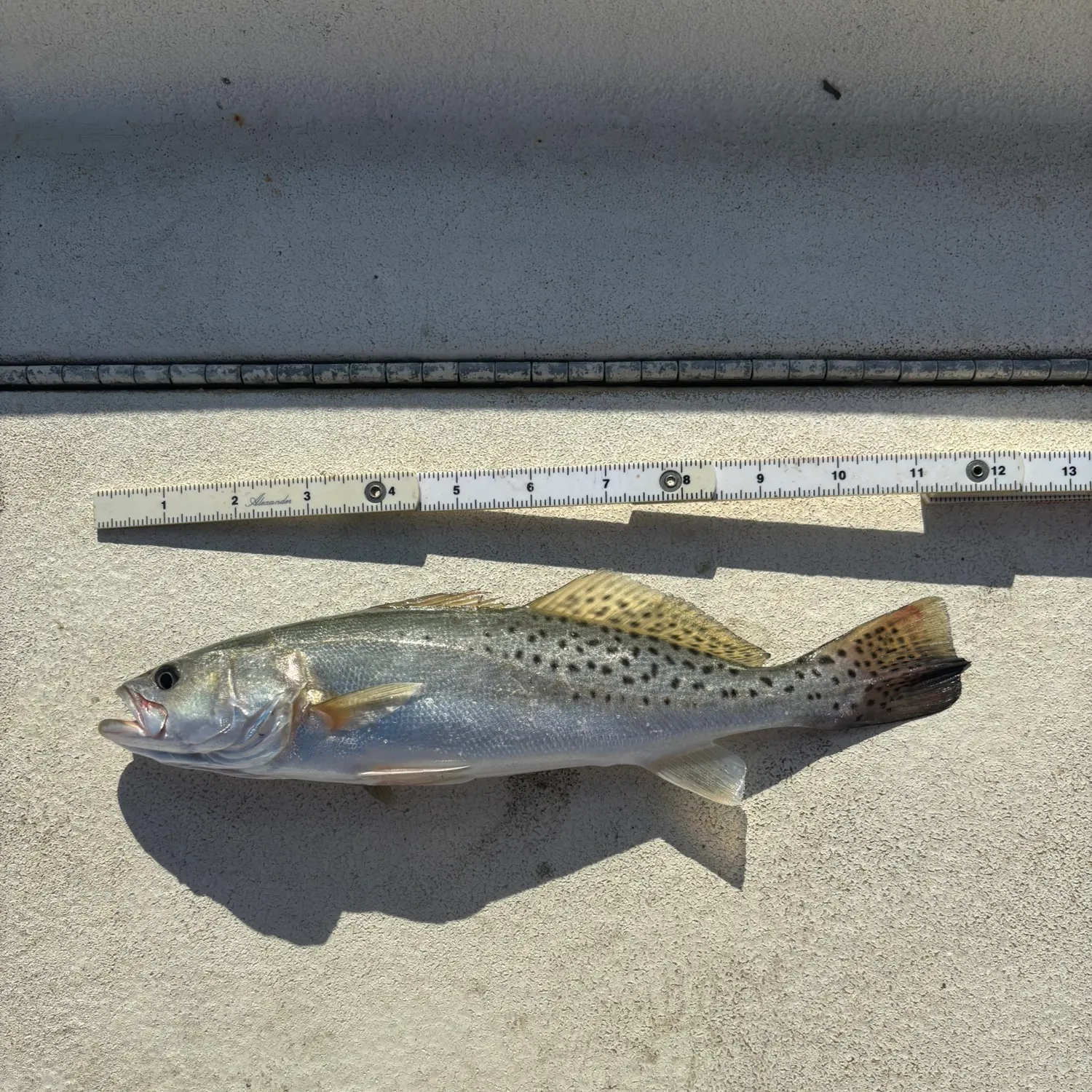 Spotted seatrout caught on Fishbrain