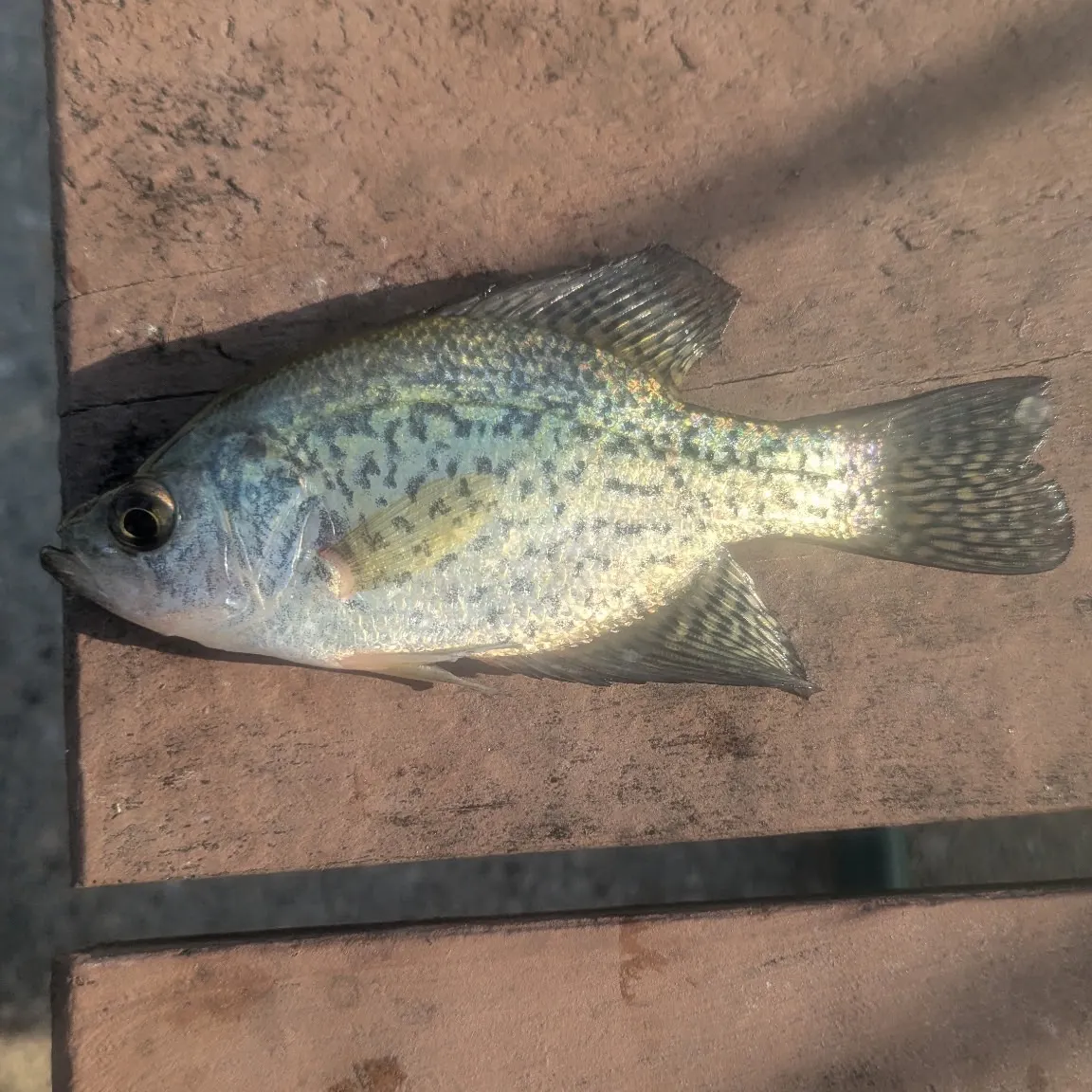 The most recent Magnolia crappie catches on Fishbrain