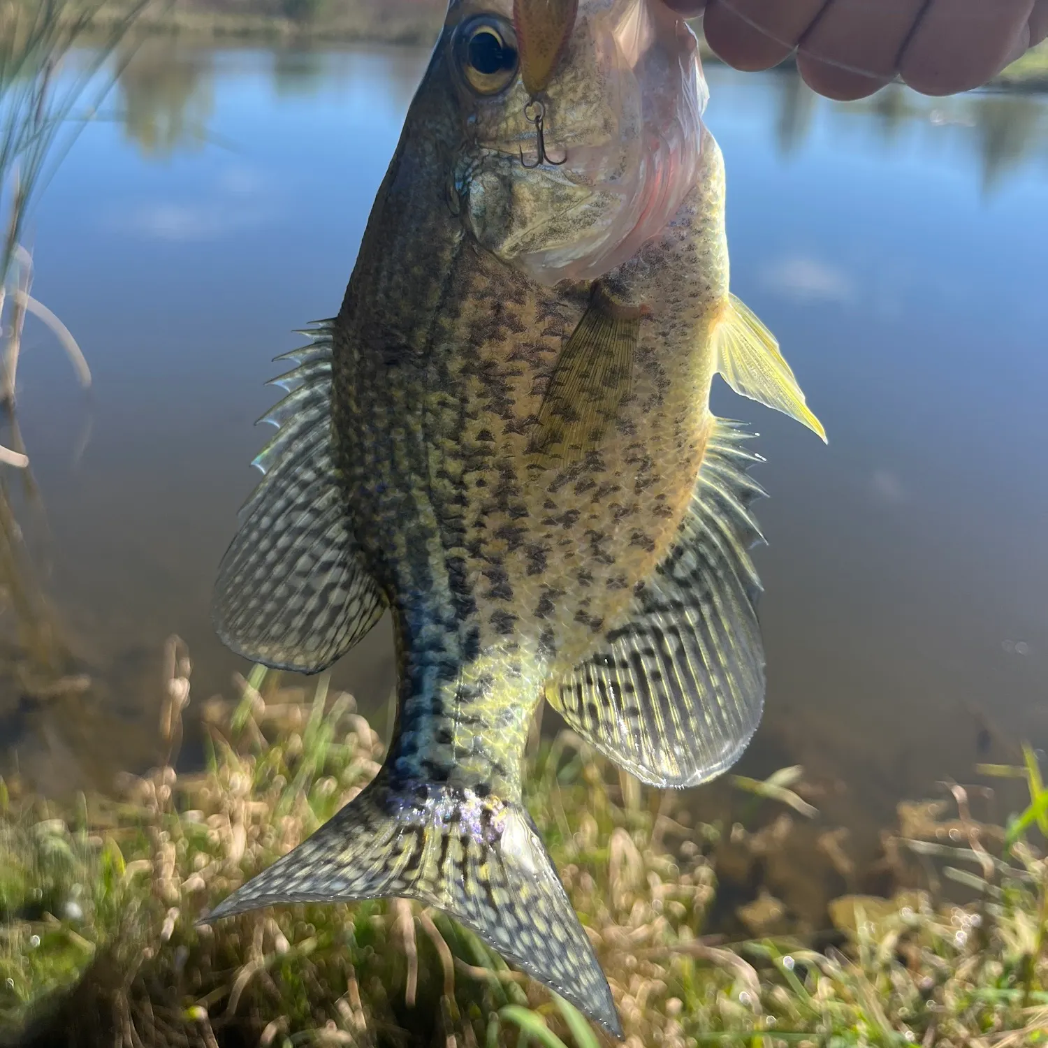 Black crappie caught on Fishbrain