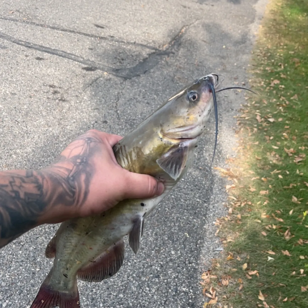 Channel catfish caught on Fishbrain