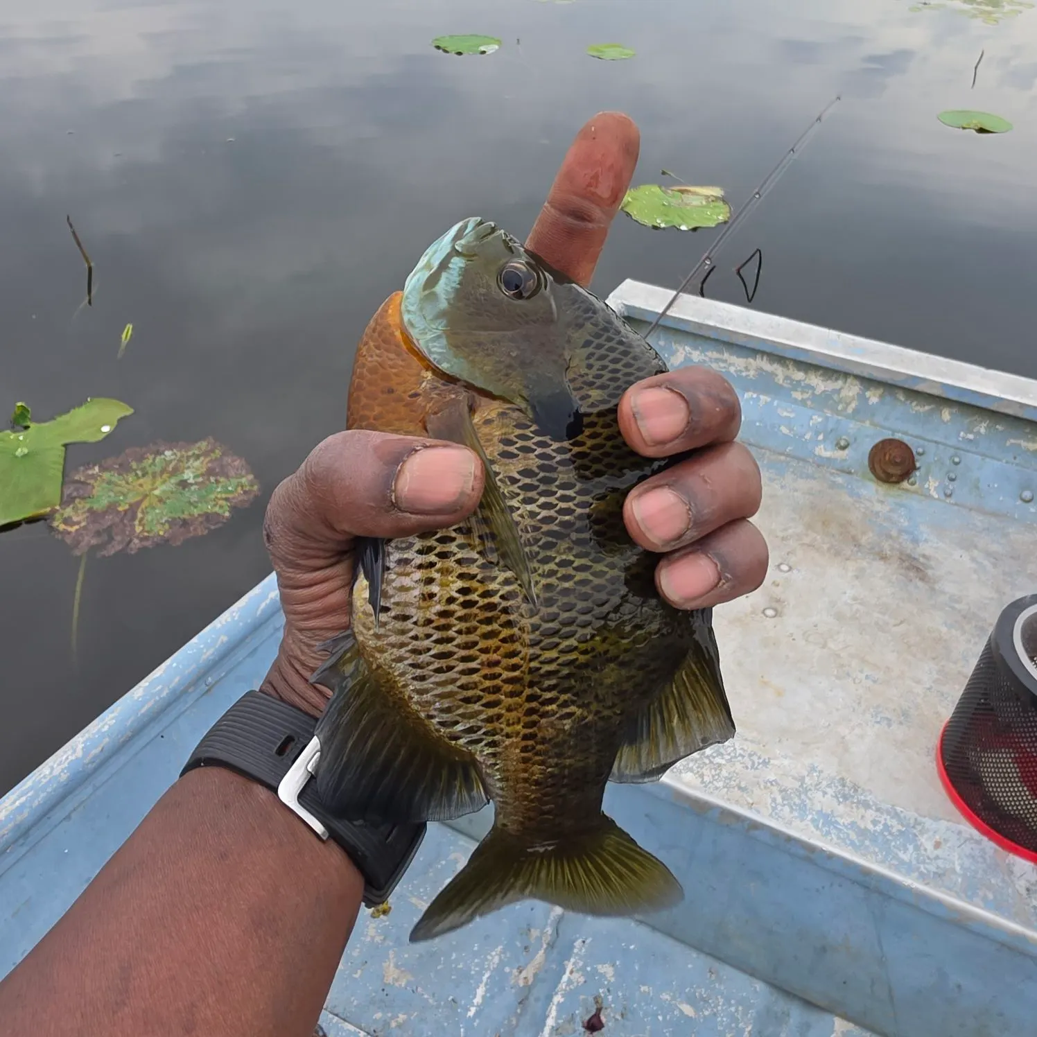 catch