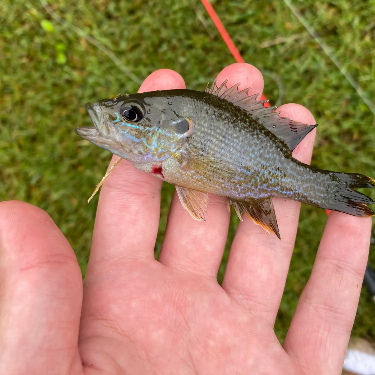 Green sunfish caught on Fishbrain