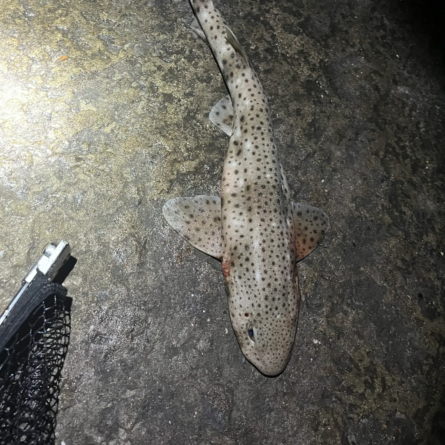 The most recent Nursehound catches on Fishbrain