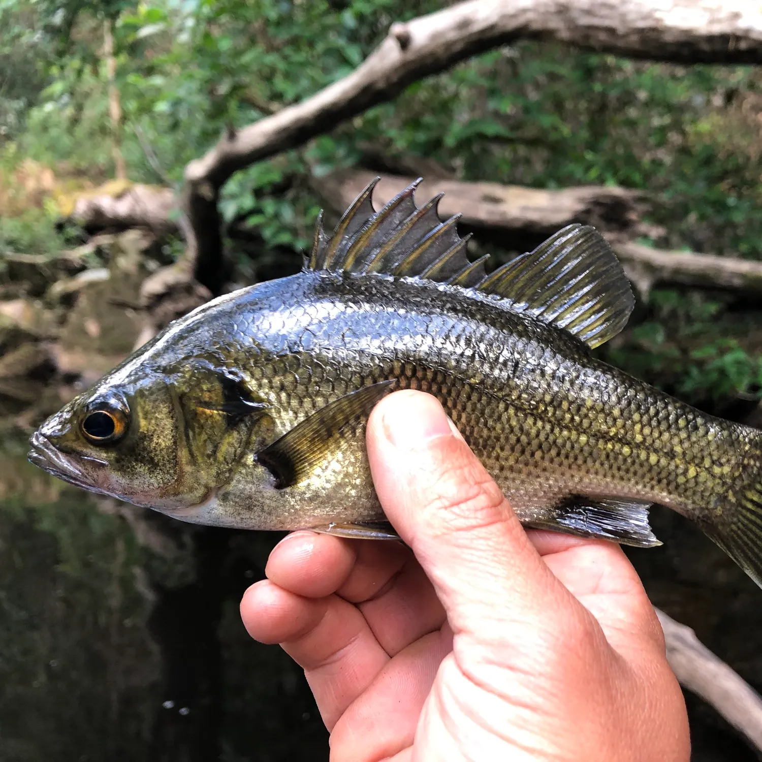 The most recent Estuary perch catches on Fishbrain