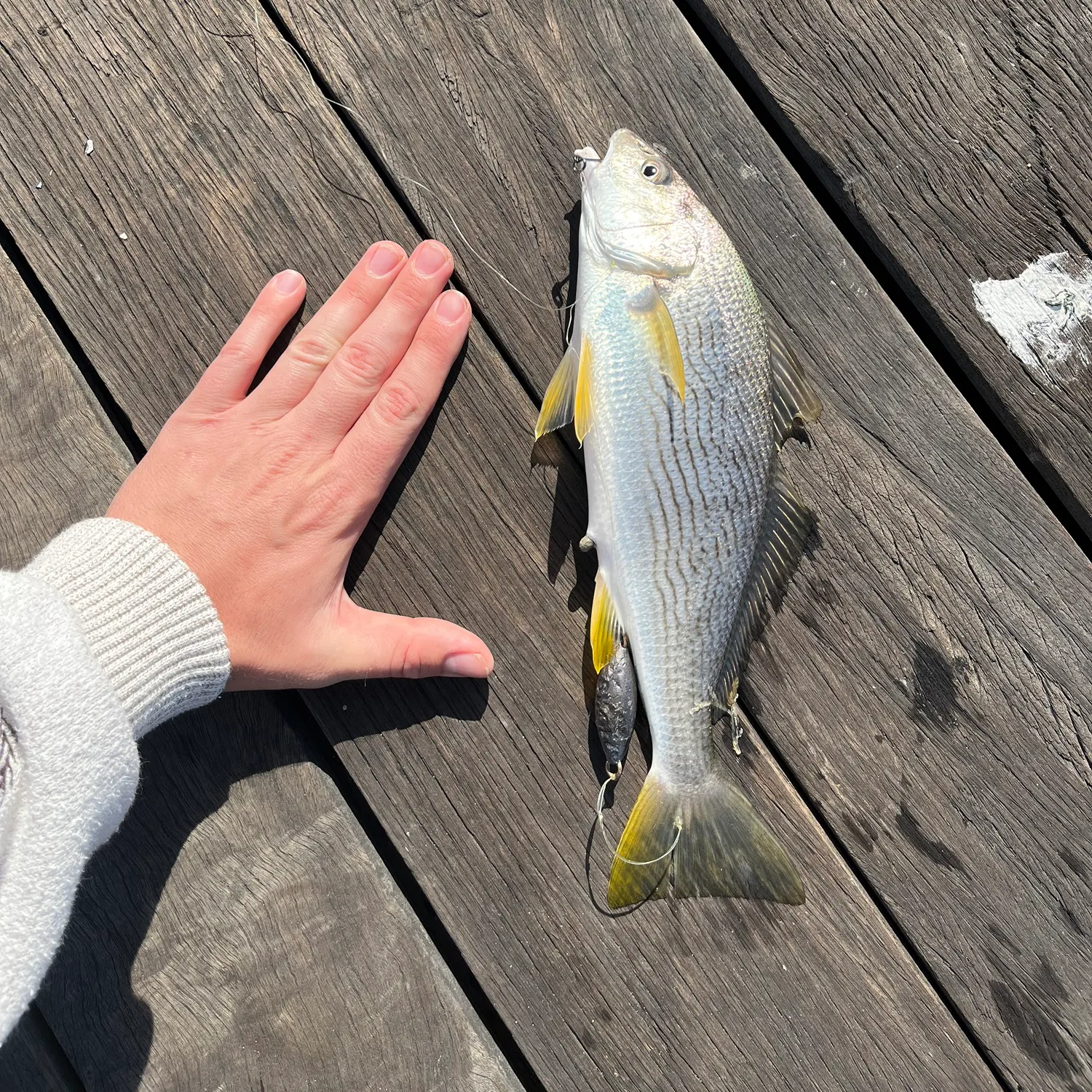 Yellowfin croaker caught on Fishbrain