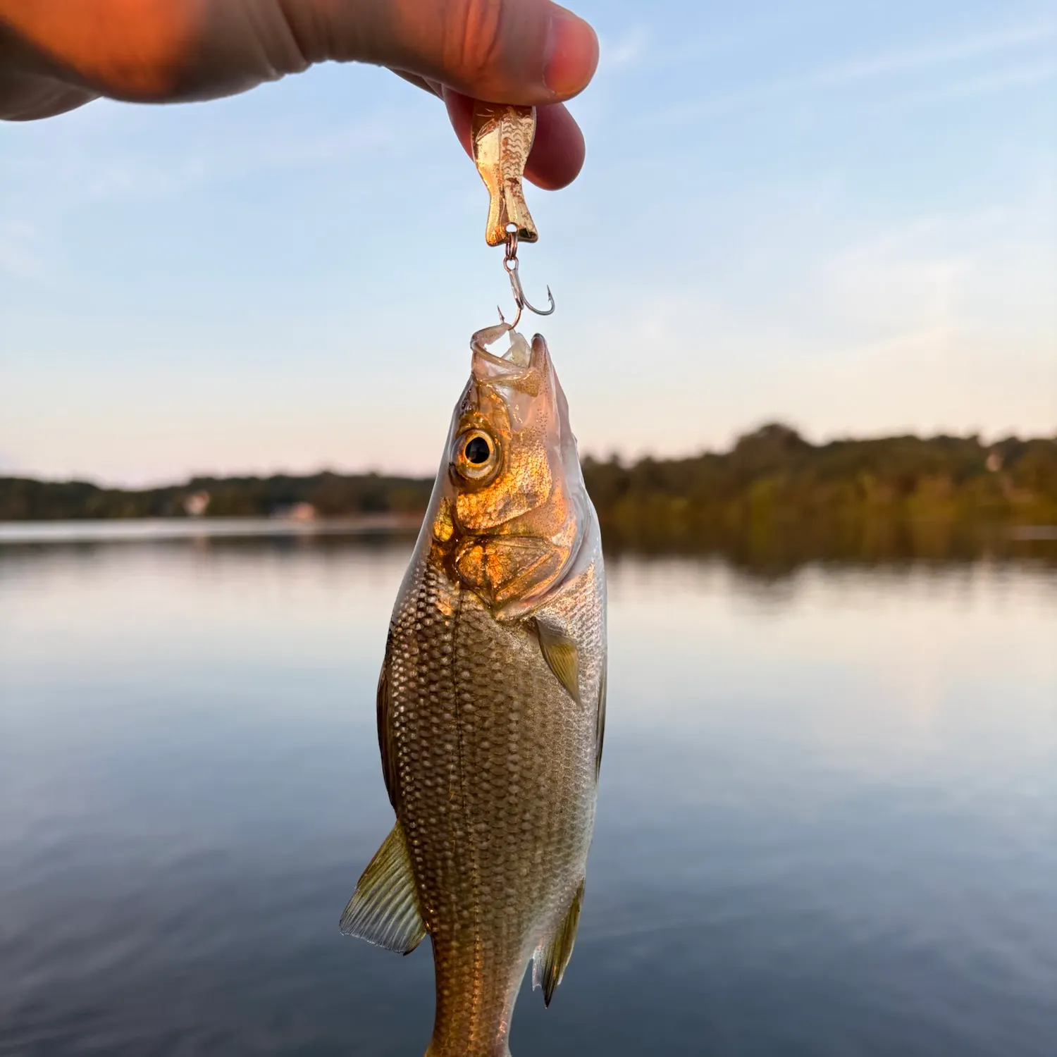 White perch caught on Fishbrain