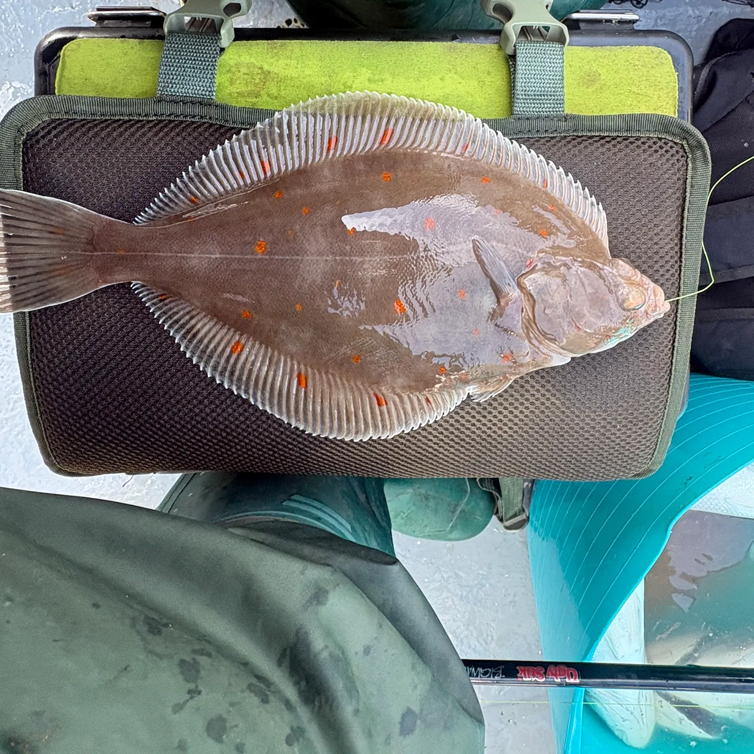 The most recent European plaice catches on Fishbrain