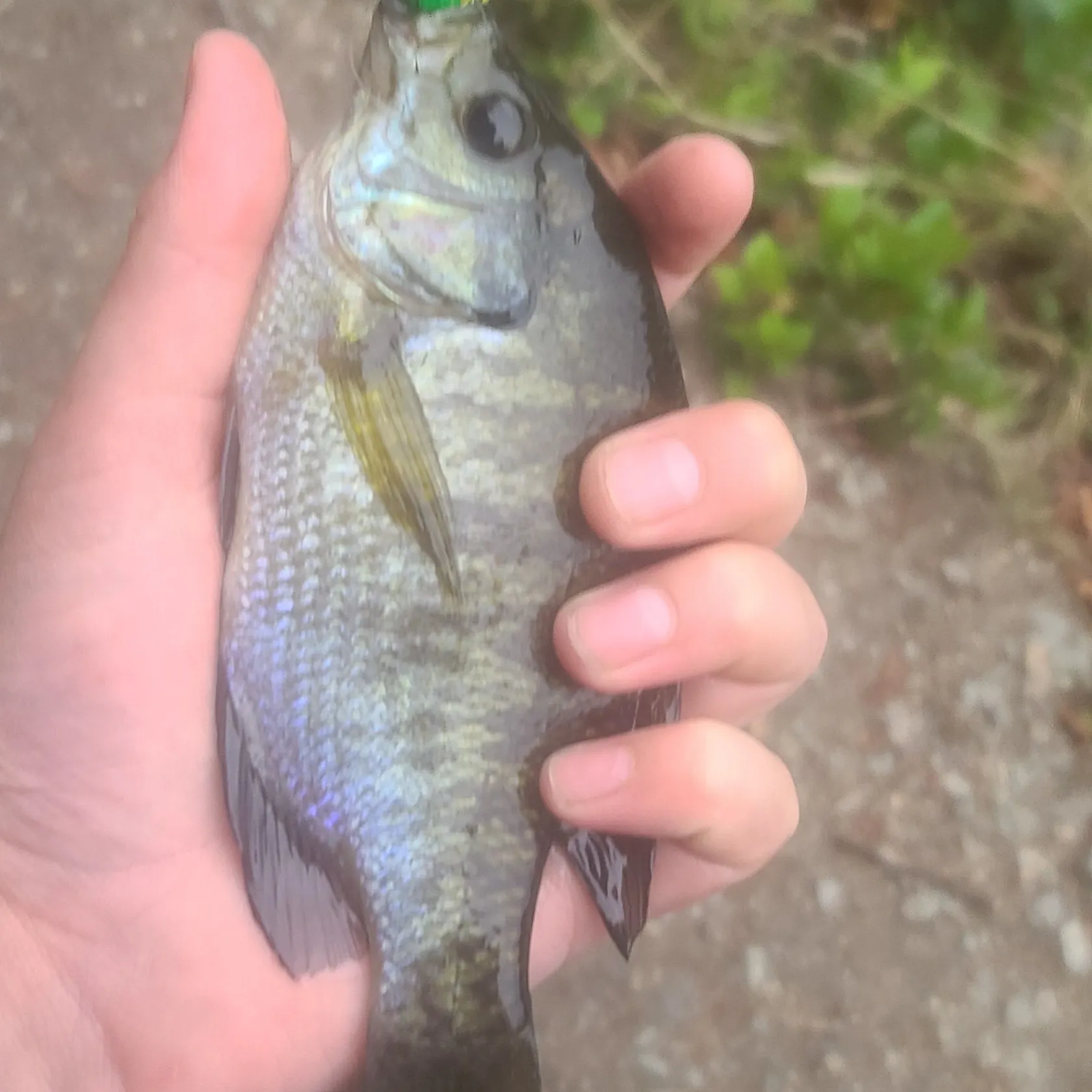 Bluegill caught on Fishbrain