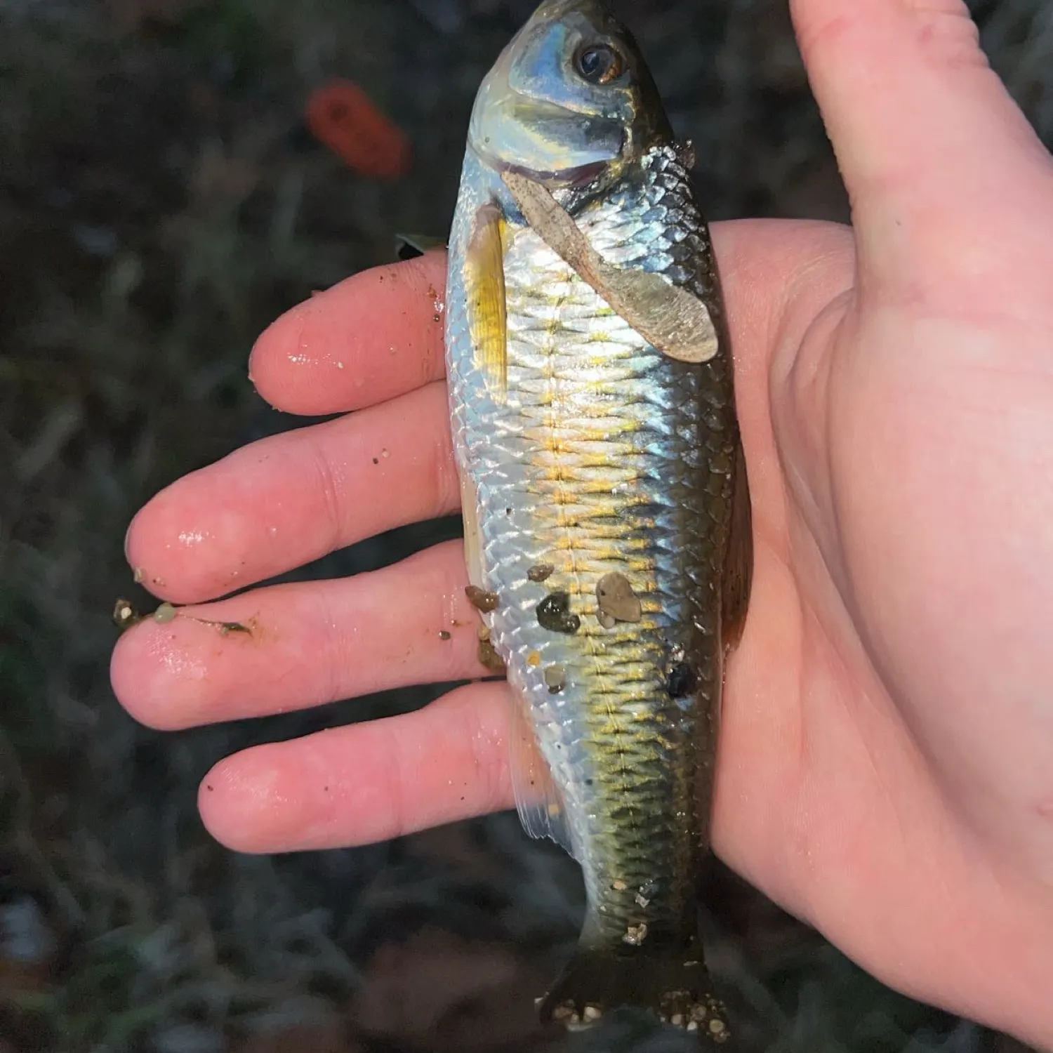 The most popular recent Striped shiner catch on Fishbrain