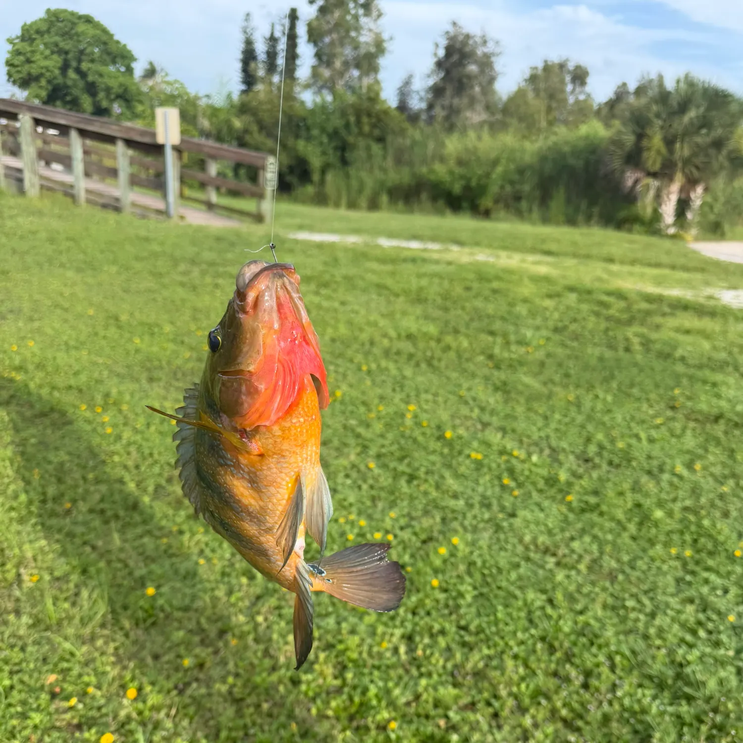 catch