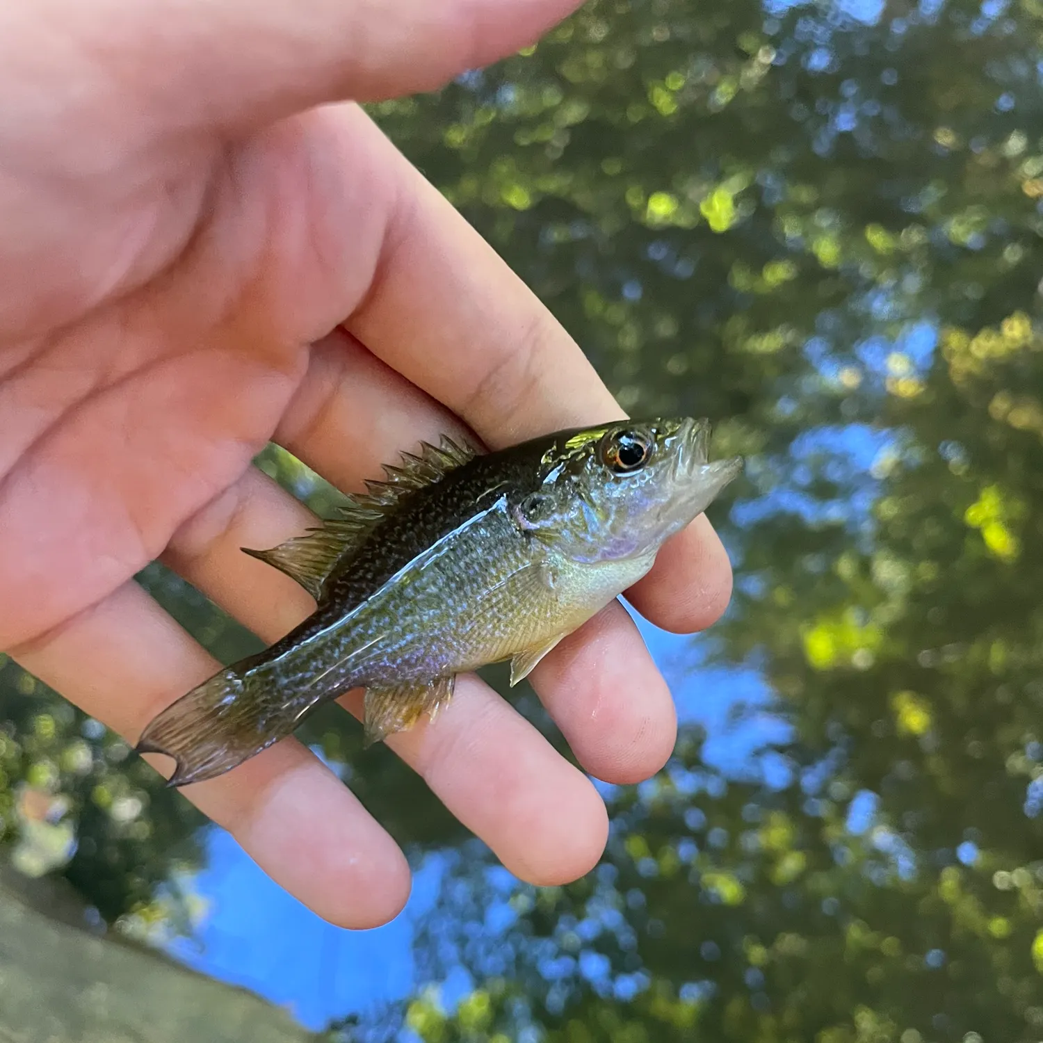 Green sunfish caught on Fishbrain