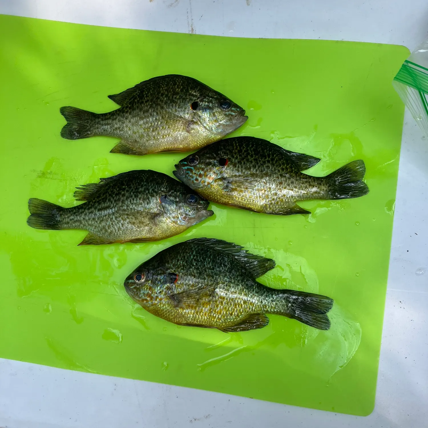 recently logged catches