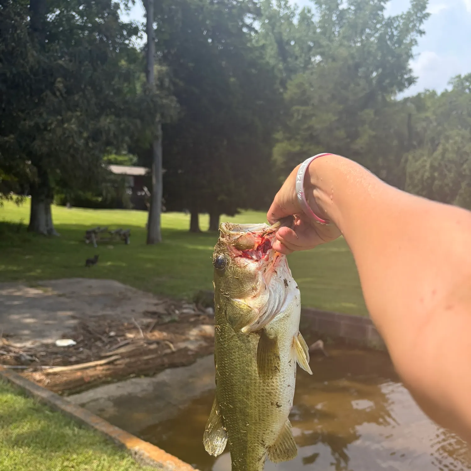 Largemouth bass caught on Fishbrain