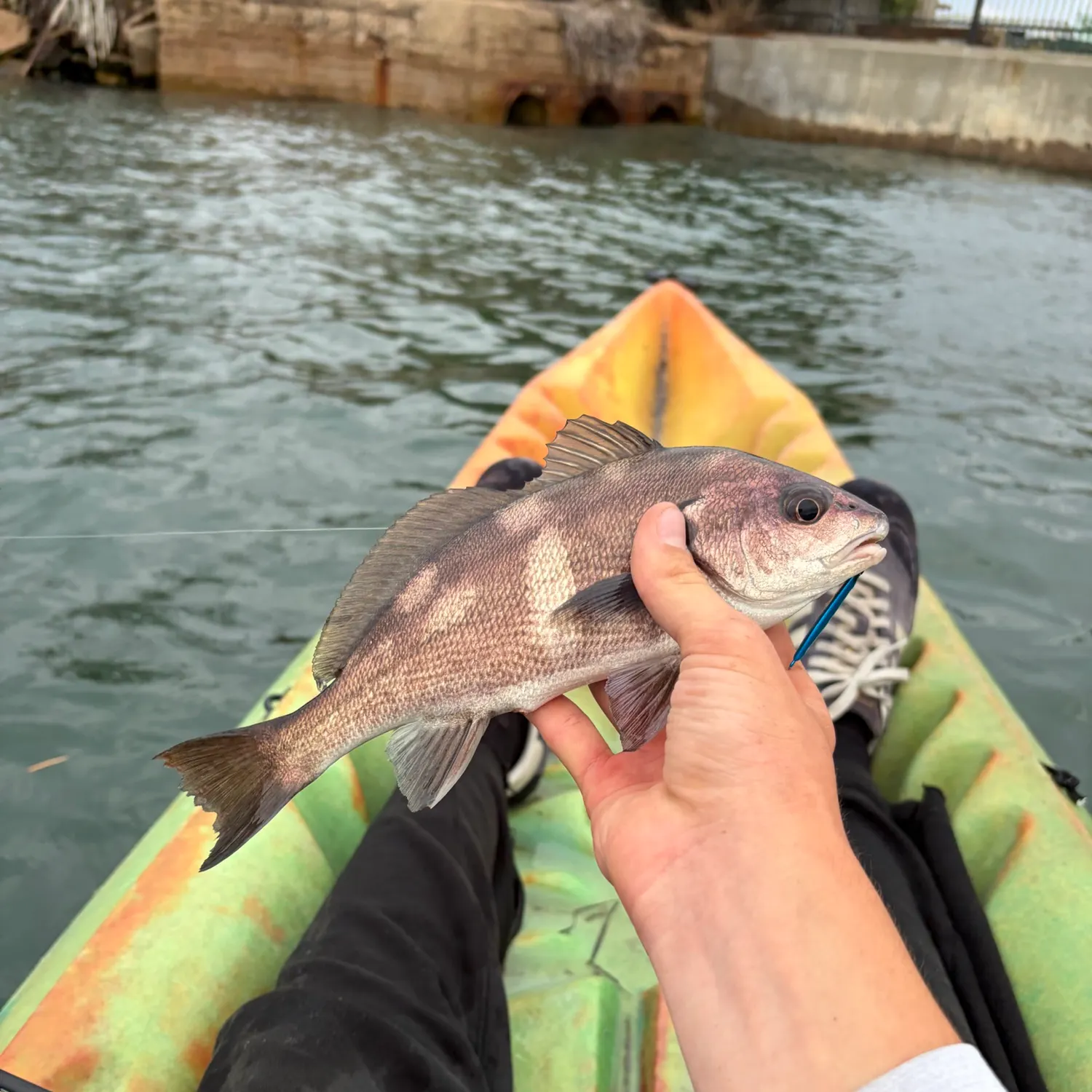 Black croaker caught on Fishbrain