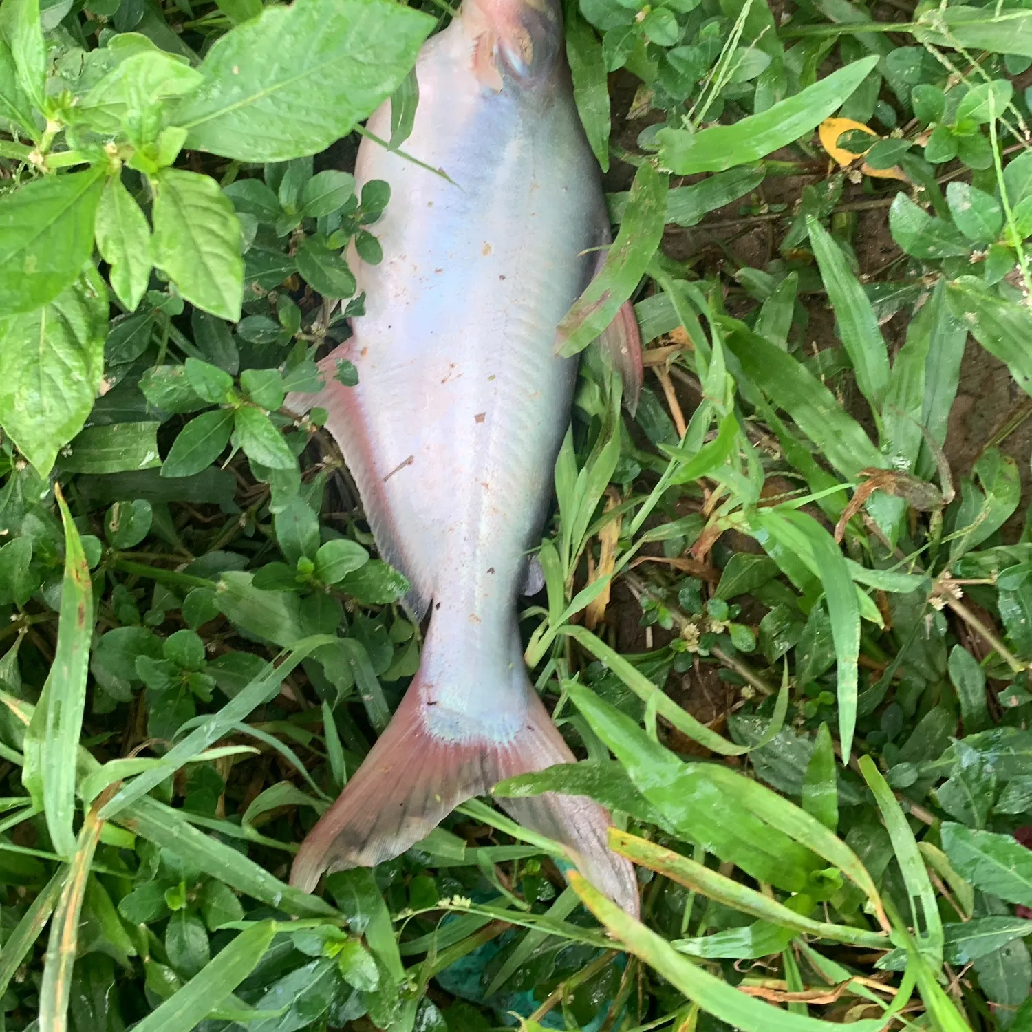 The most recent Yellowtail catfish catches on Fishbrain
