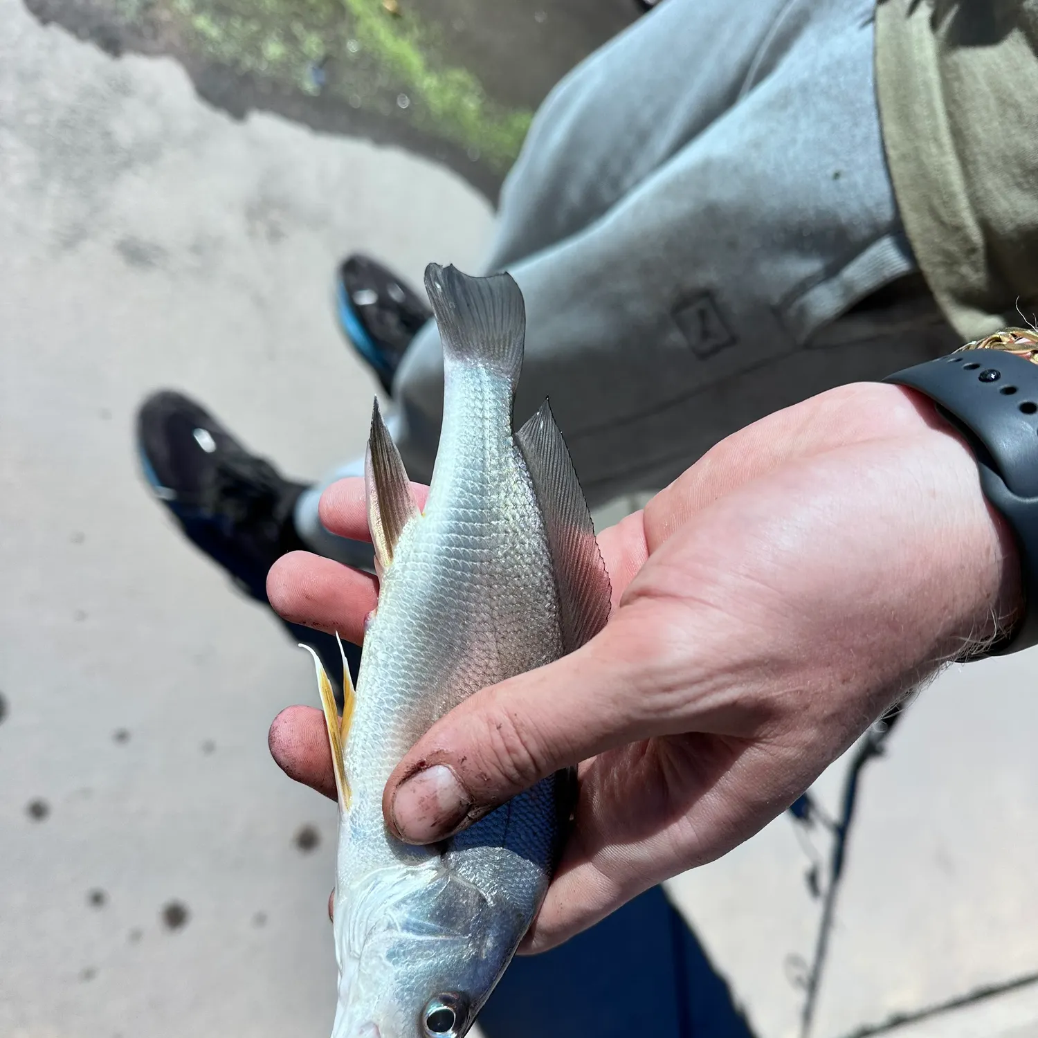 Freshwater drum caught on Fishbrain