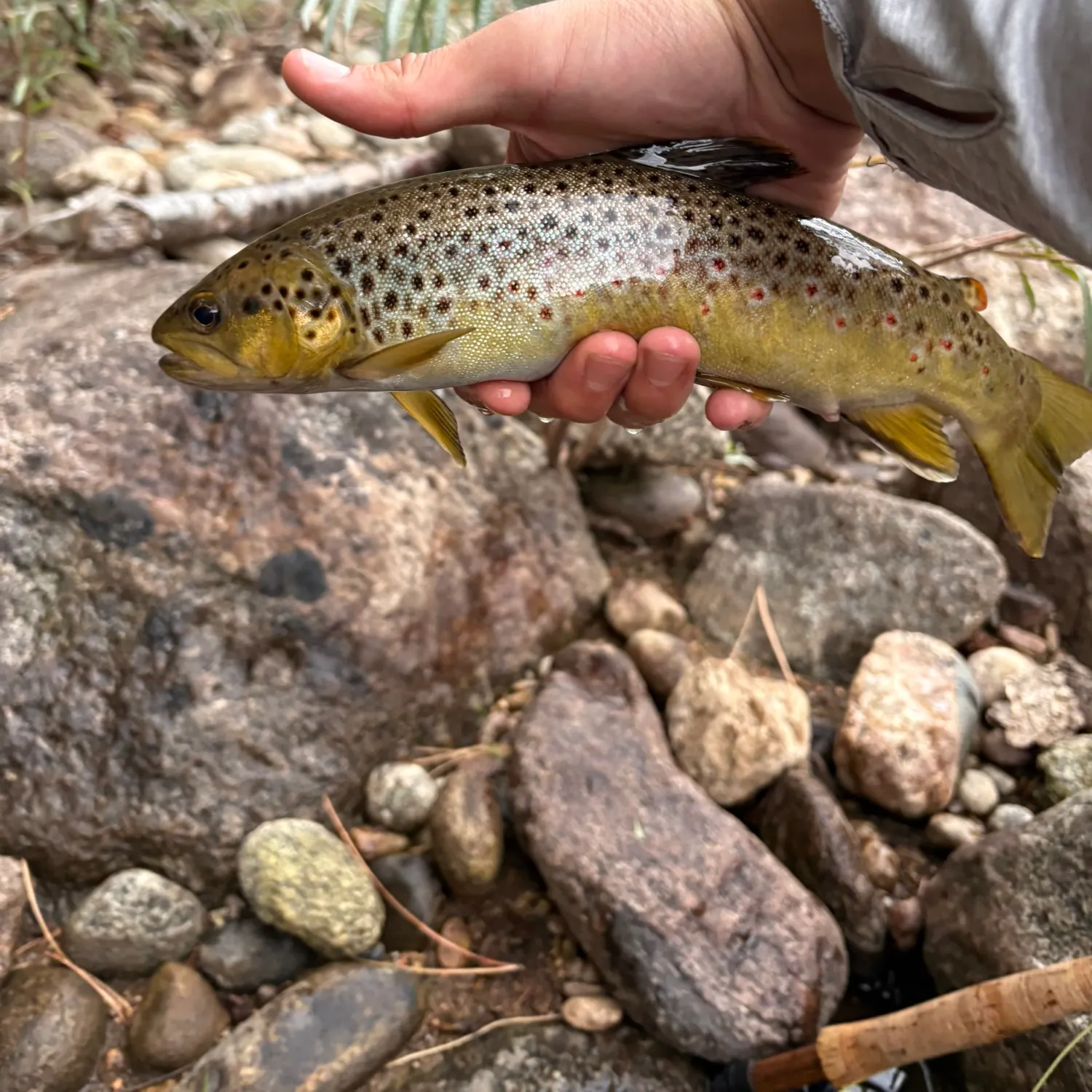 Brown trout caught on Fishbrain