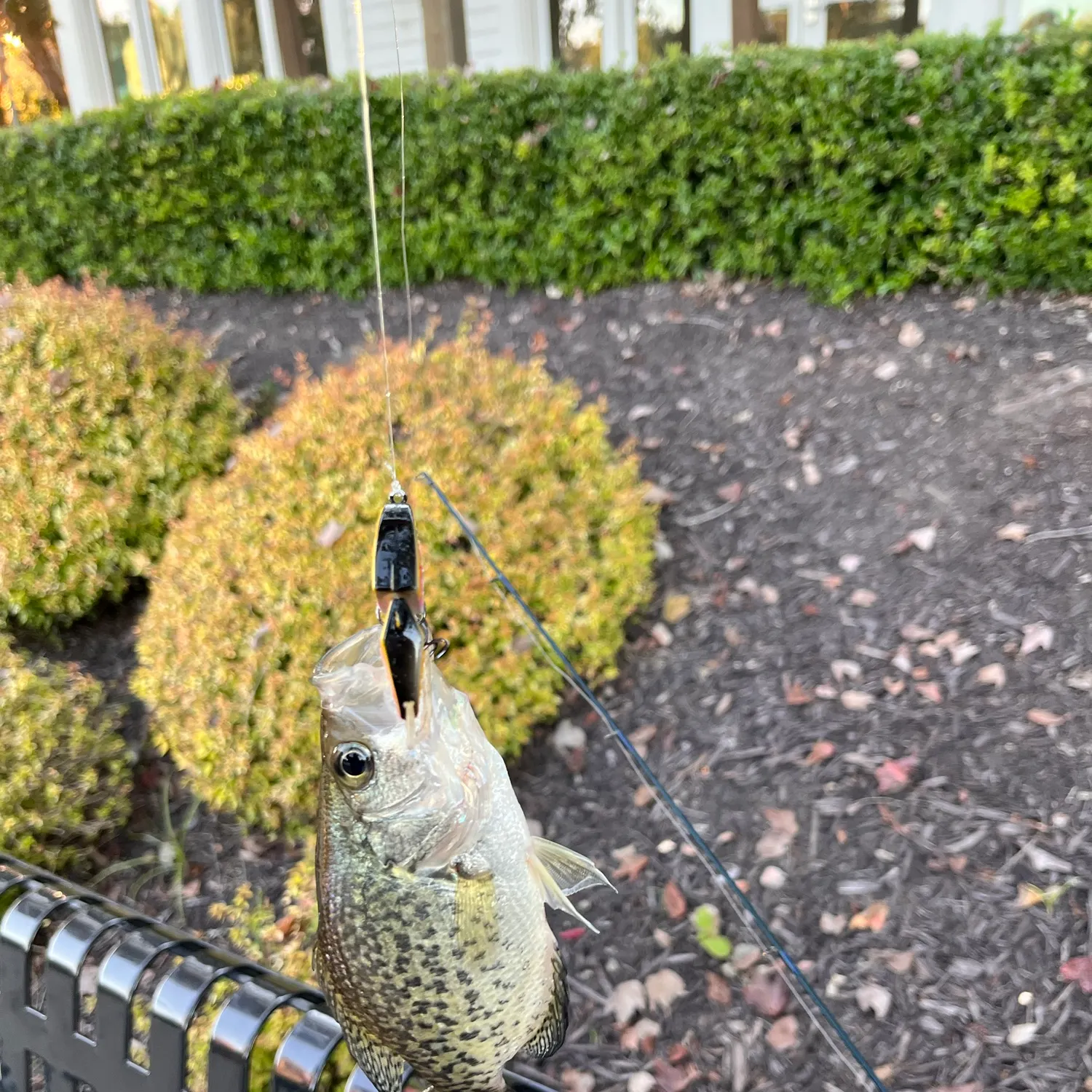 Black crappie caught on Fishbrain