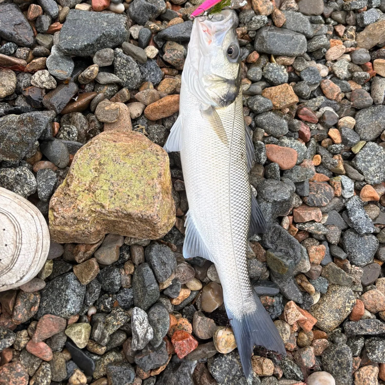 European seabass caught on Fishbrain