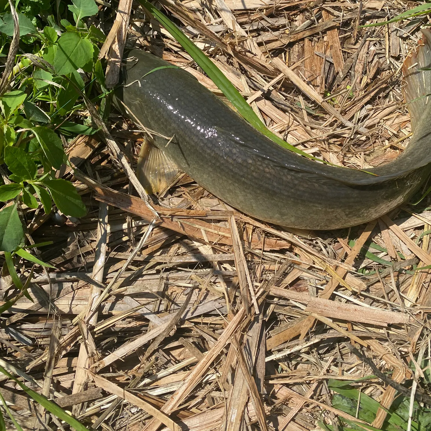 The most recent Ruddy bowfin catches on Fishbrain