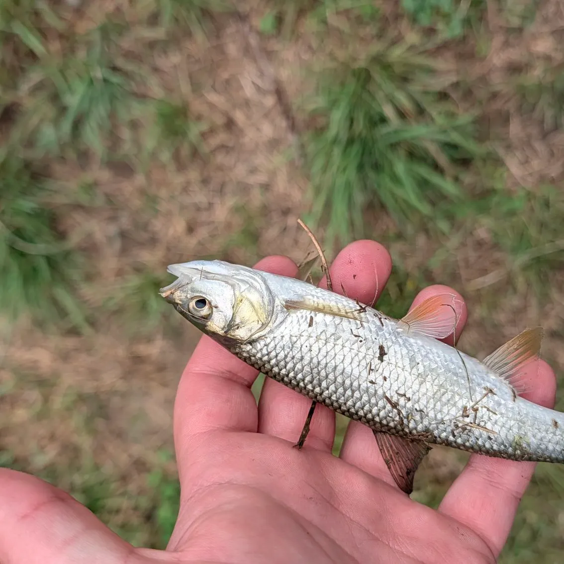 Common roach caught on Fishbrain