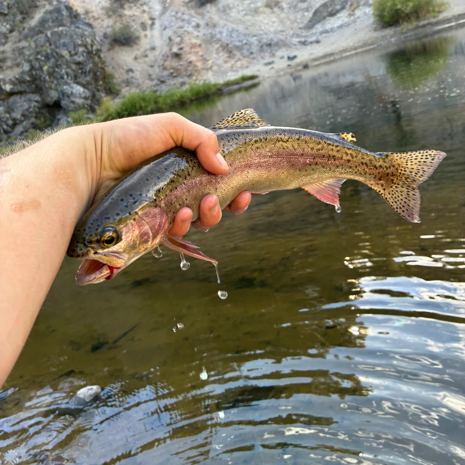 Rainbow trout caught on Fishbrain