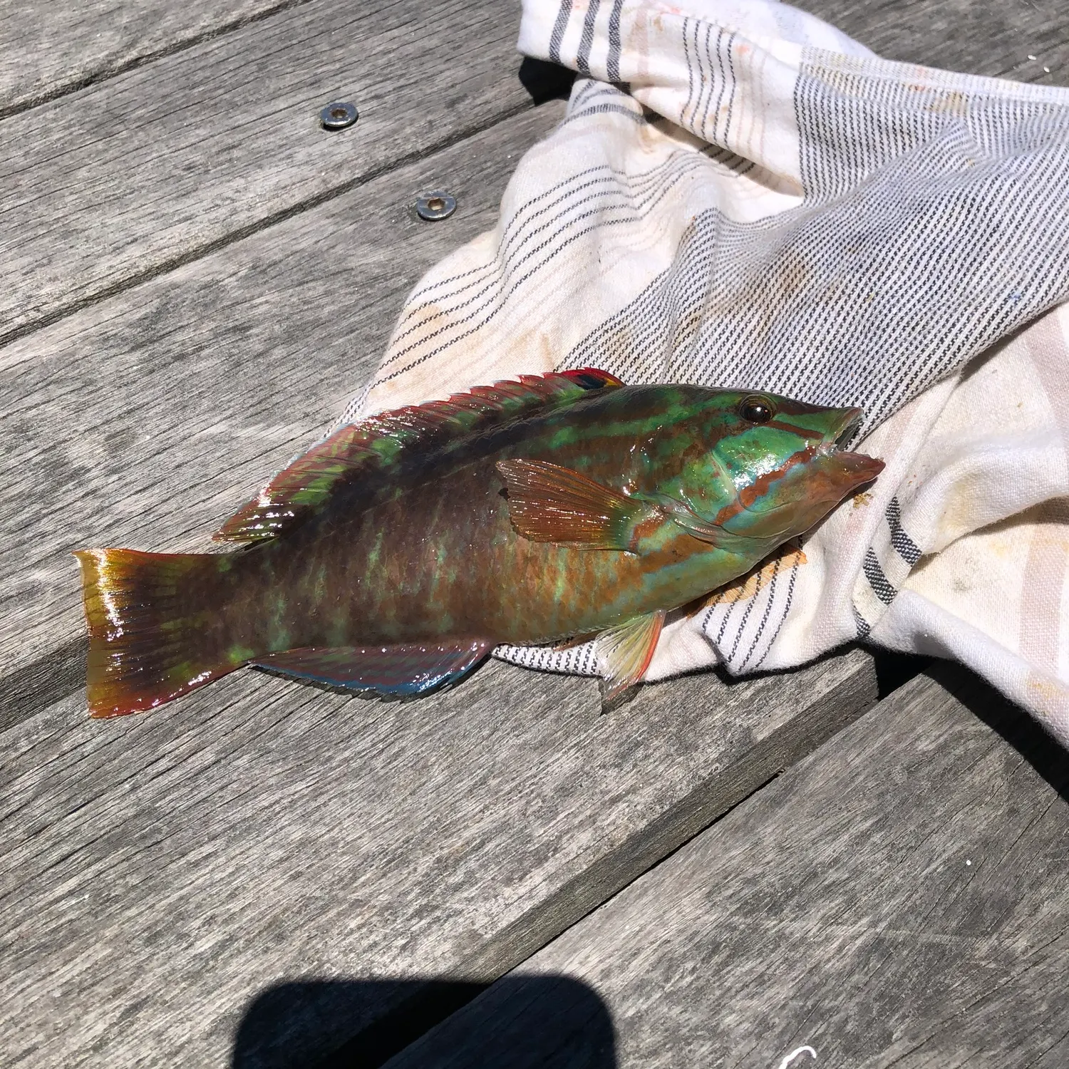 The most recent Surge wrasse catches on Fishbrain