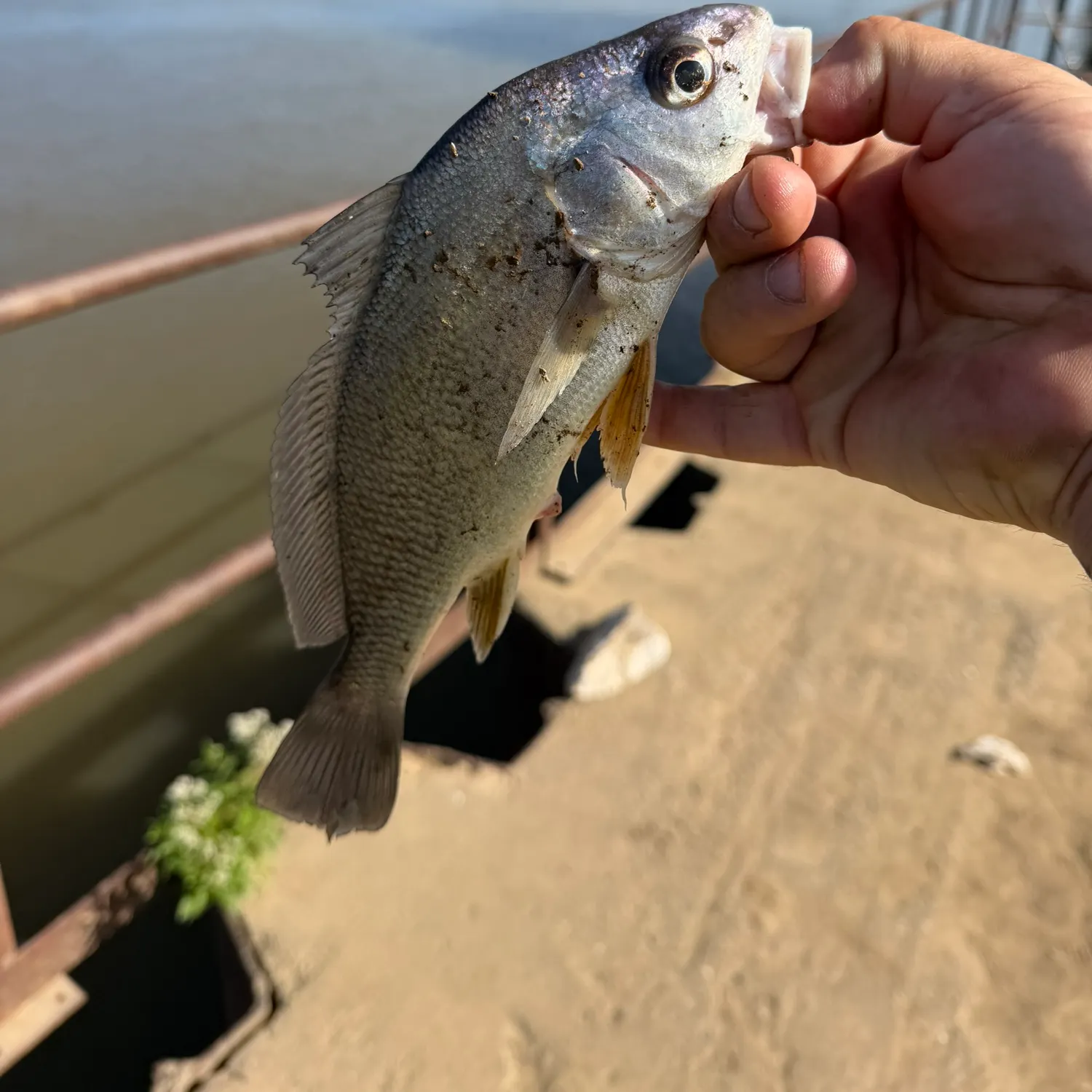 Freshwater drum caught on Fishbrain