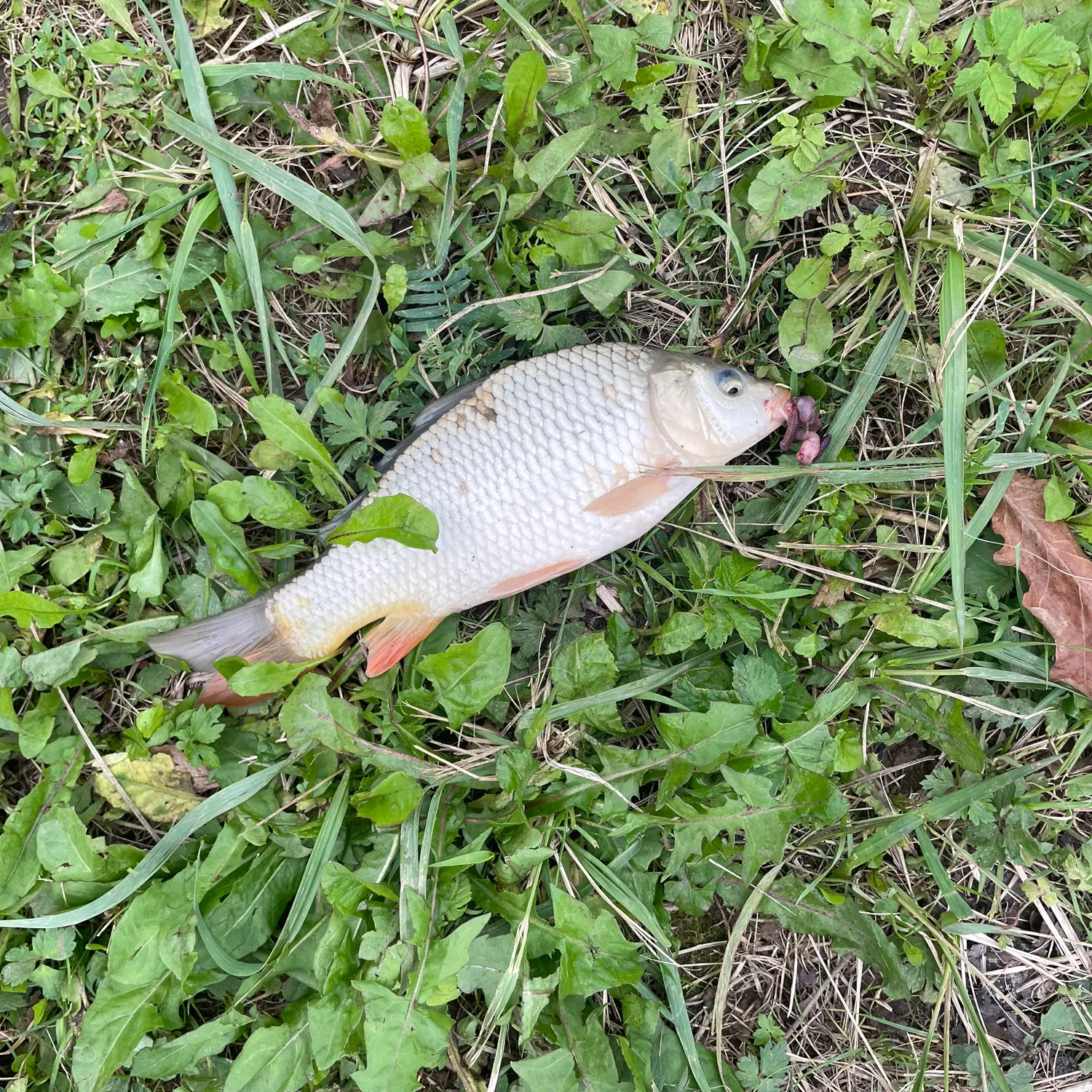 Common carp caught on Fishbrain