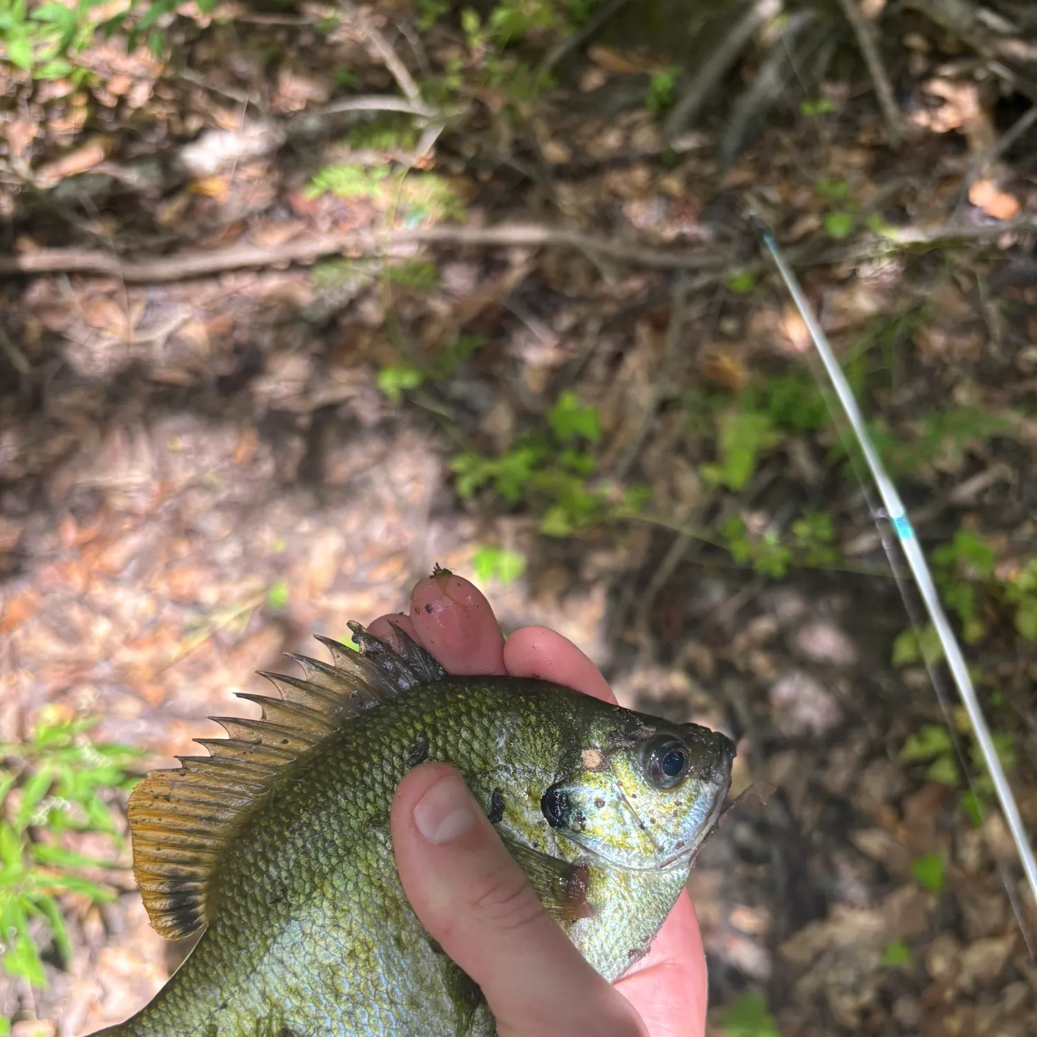 The most recent Flier catches on Fishbrain