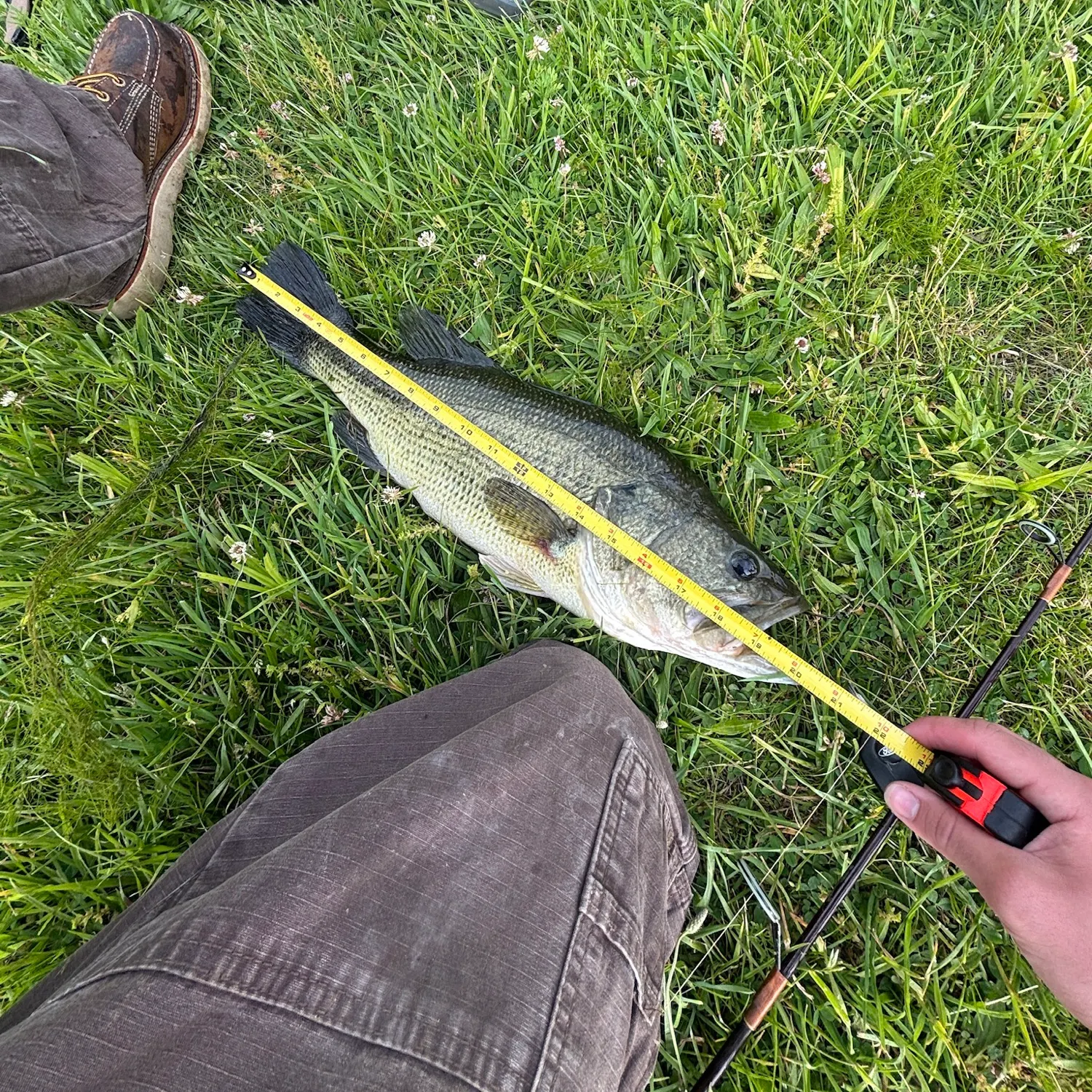 Largemouth bass caught on Fishbrain
