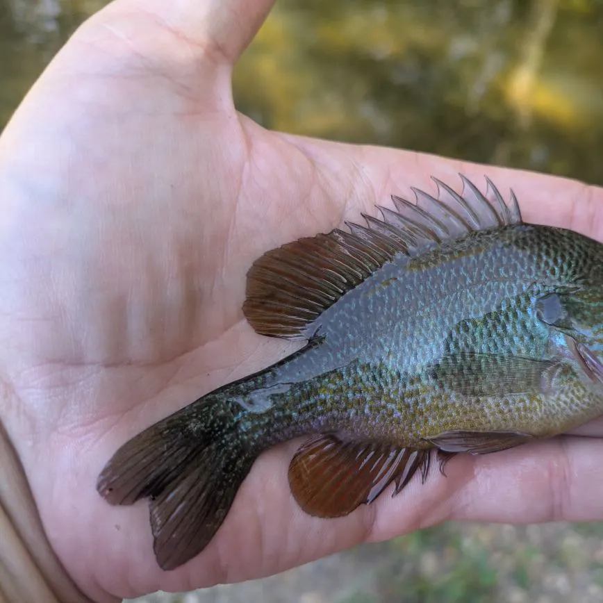 The most recent Plains longear sunfish catches on Fishbrain