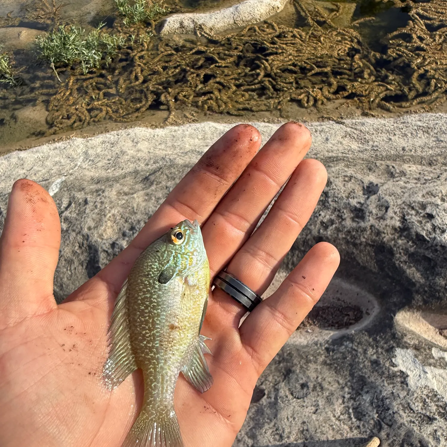 Longear x green sunfish caught on Fishbrain