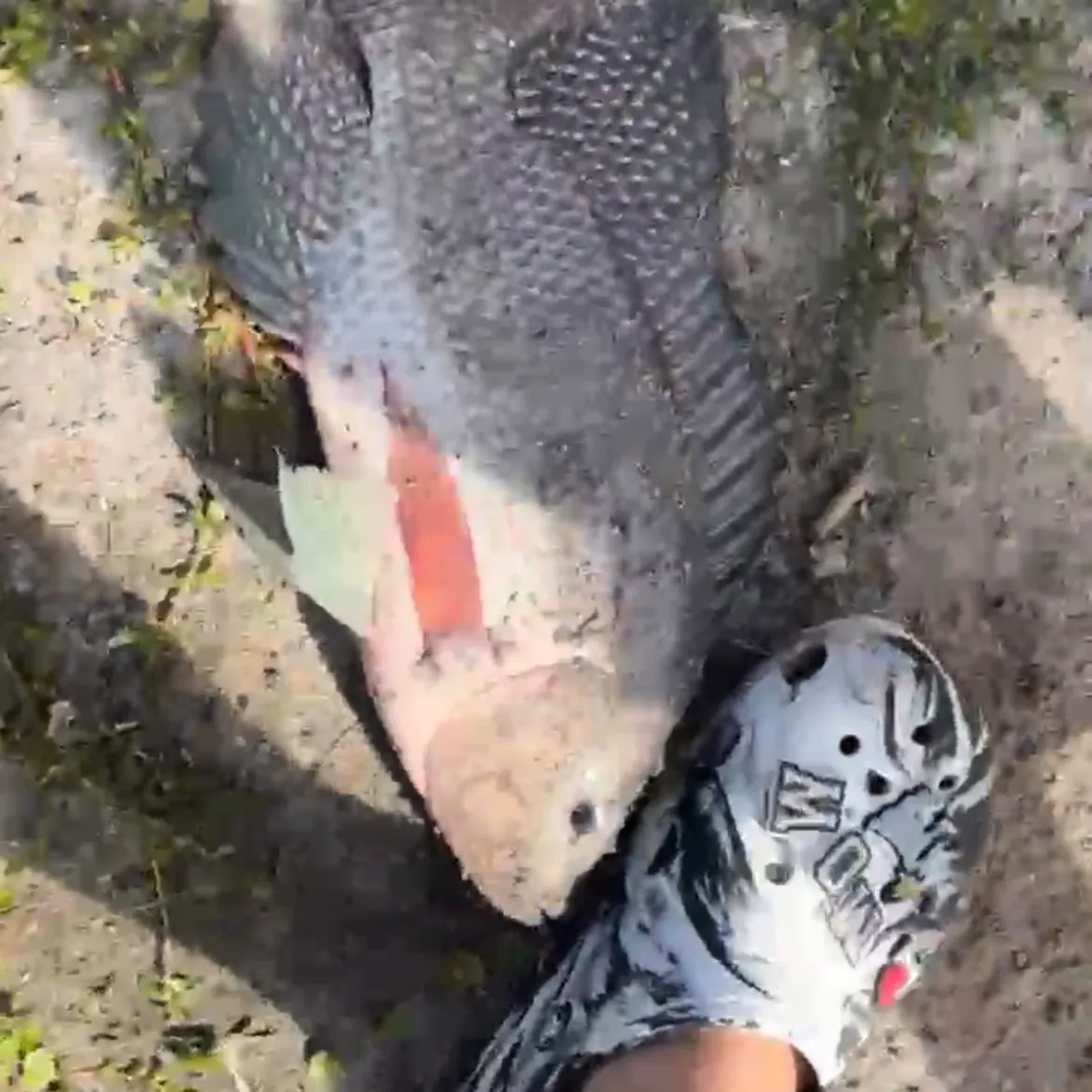 The most recent Nile tilapia catches on Fishbrain