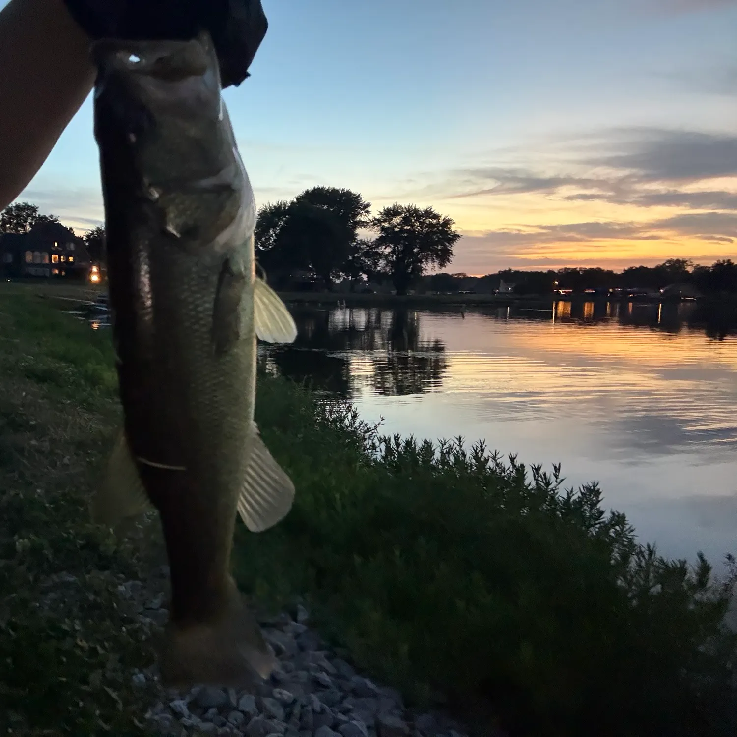 Largemouth bass caught on Fishbrain