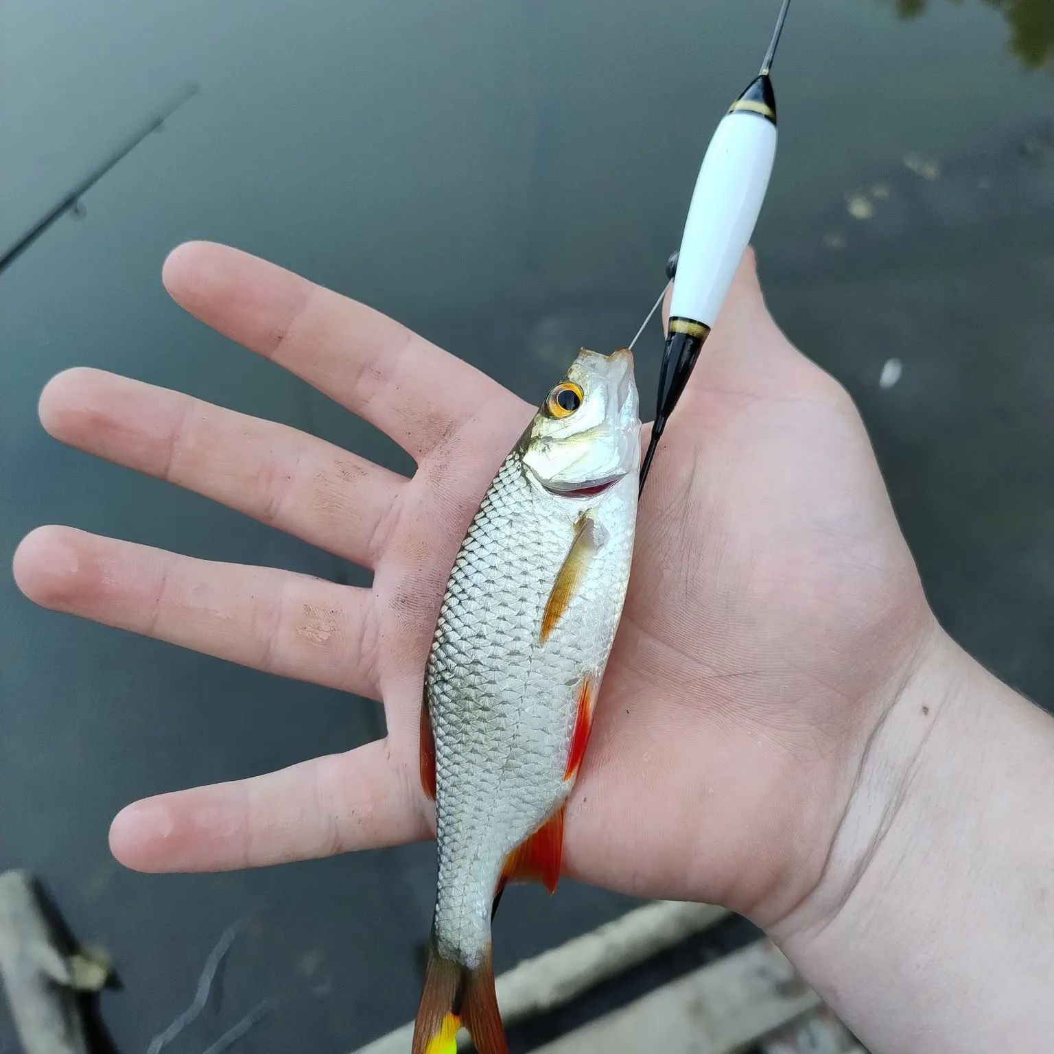 Common roach caught on Fishbrain