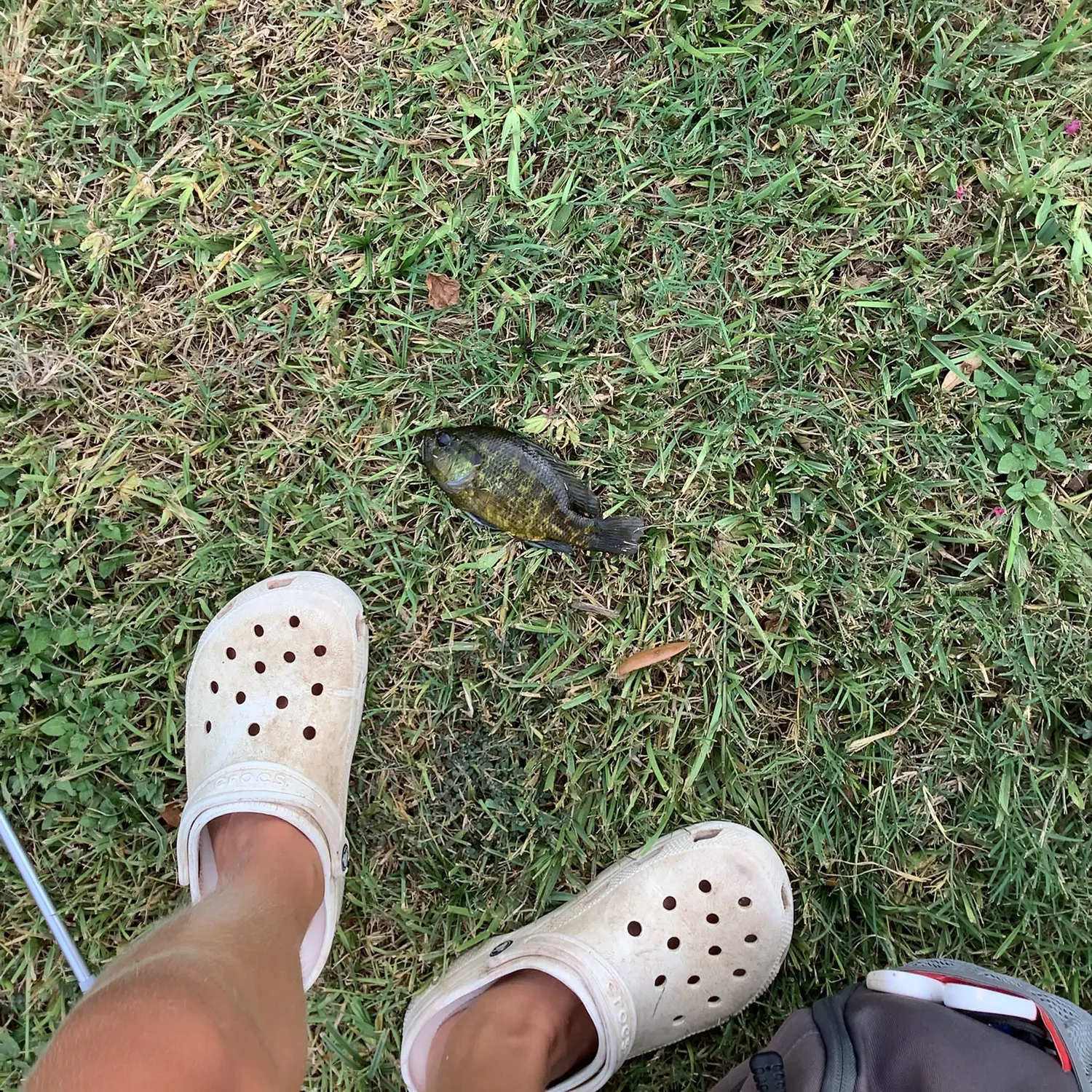 Fish caught on Fishbrain