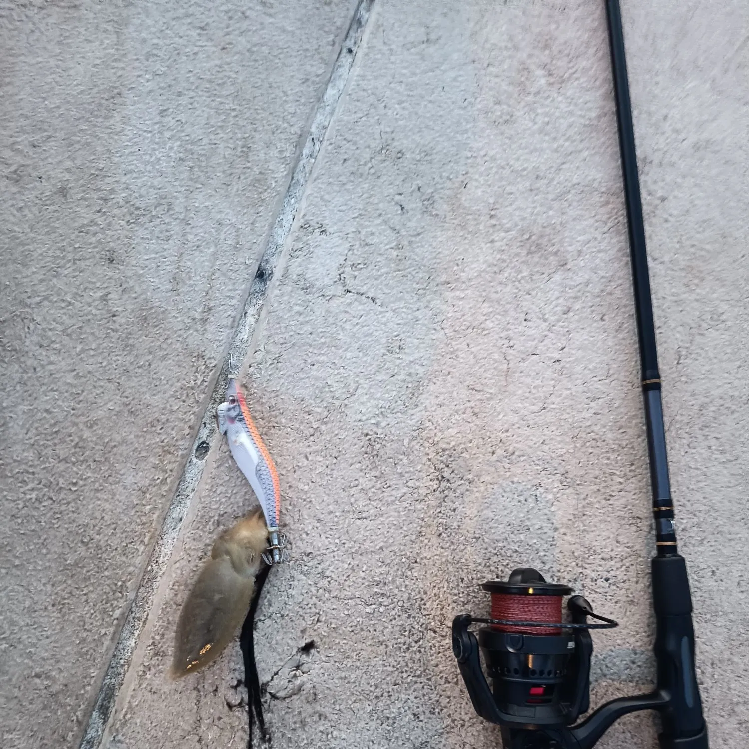 The most recent Common cuttlefish catches on Fishbrain