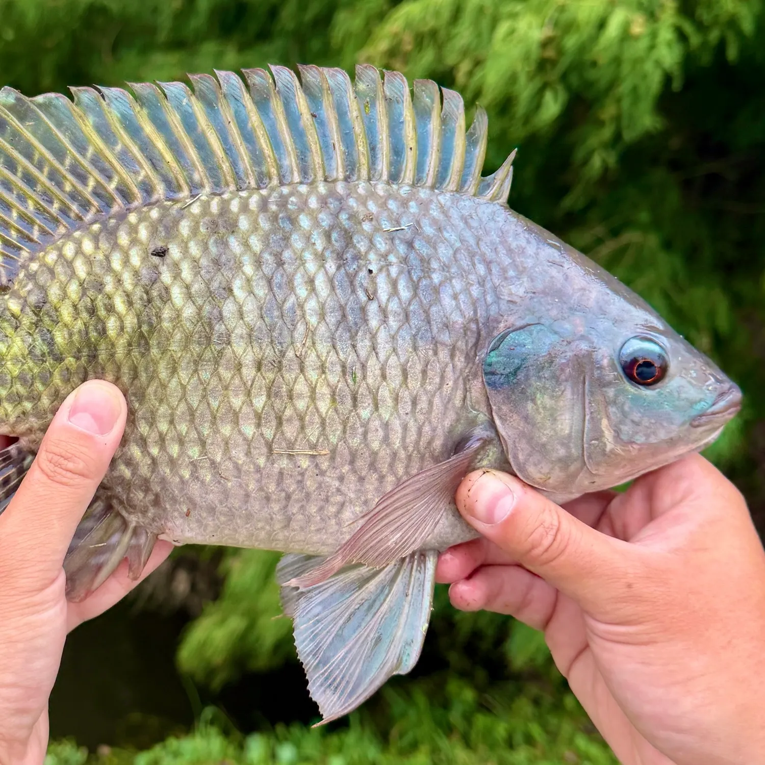 Blue tilapia caught on Fishbrain