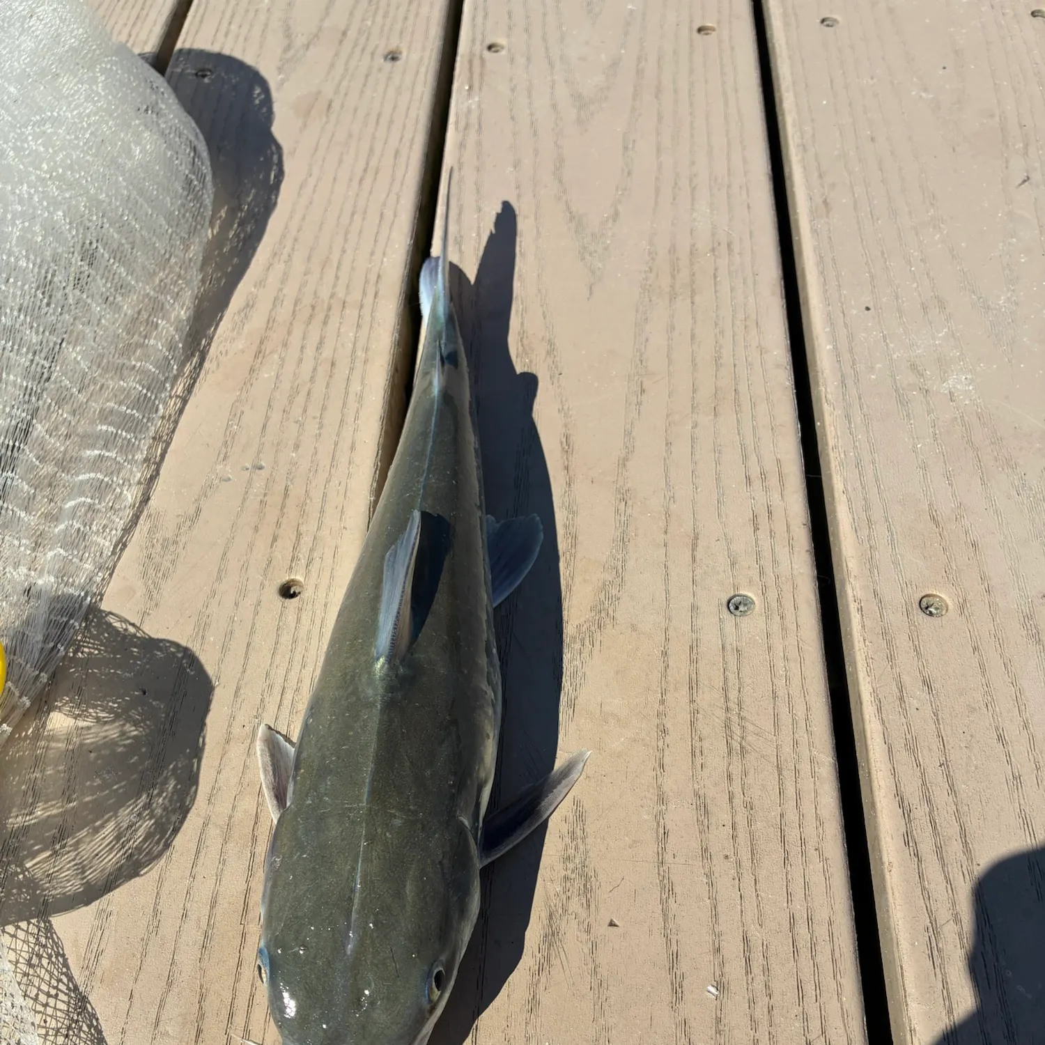 Hardhead sea catfish caught on Fishbrain