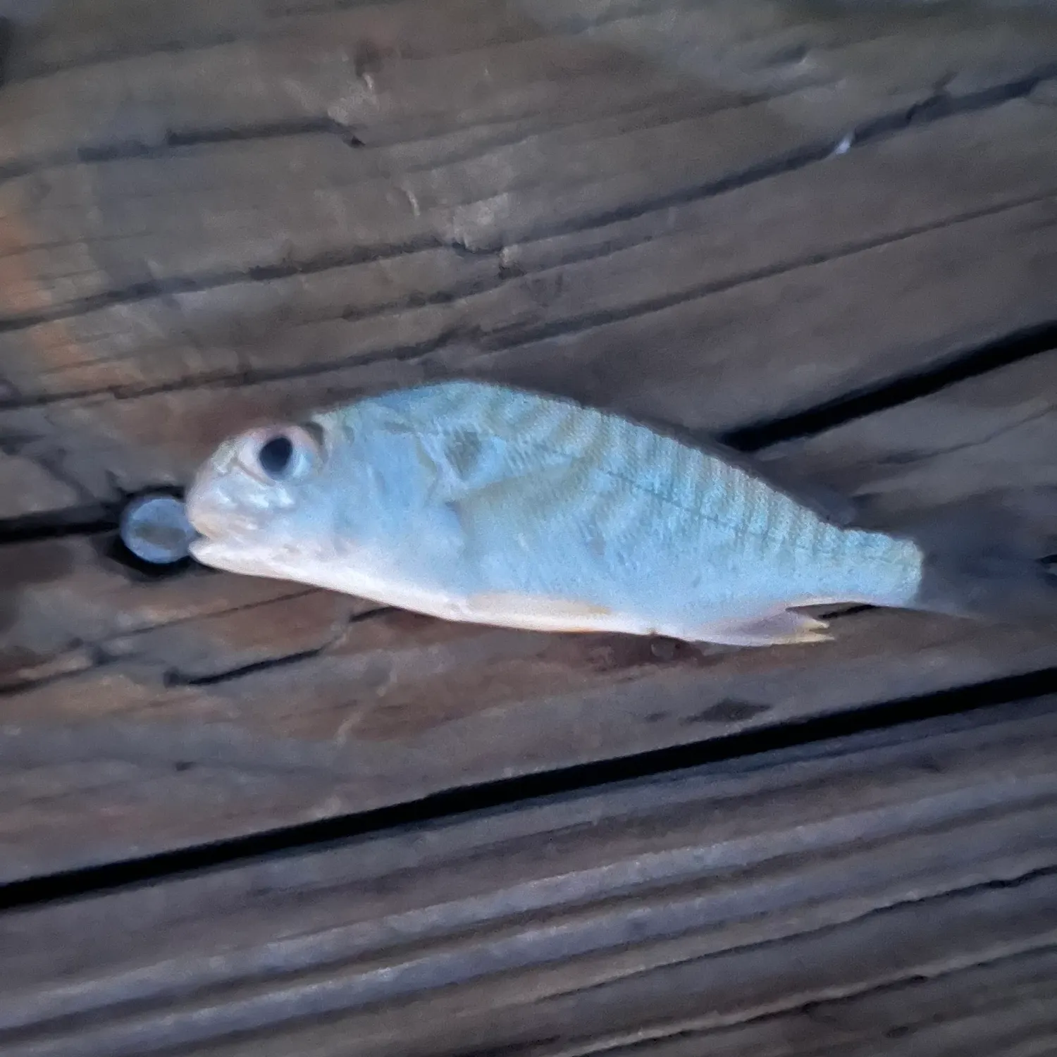 Spot croaker caught on Fishbrain