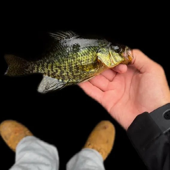 Black crappie caught on Fishbrain