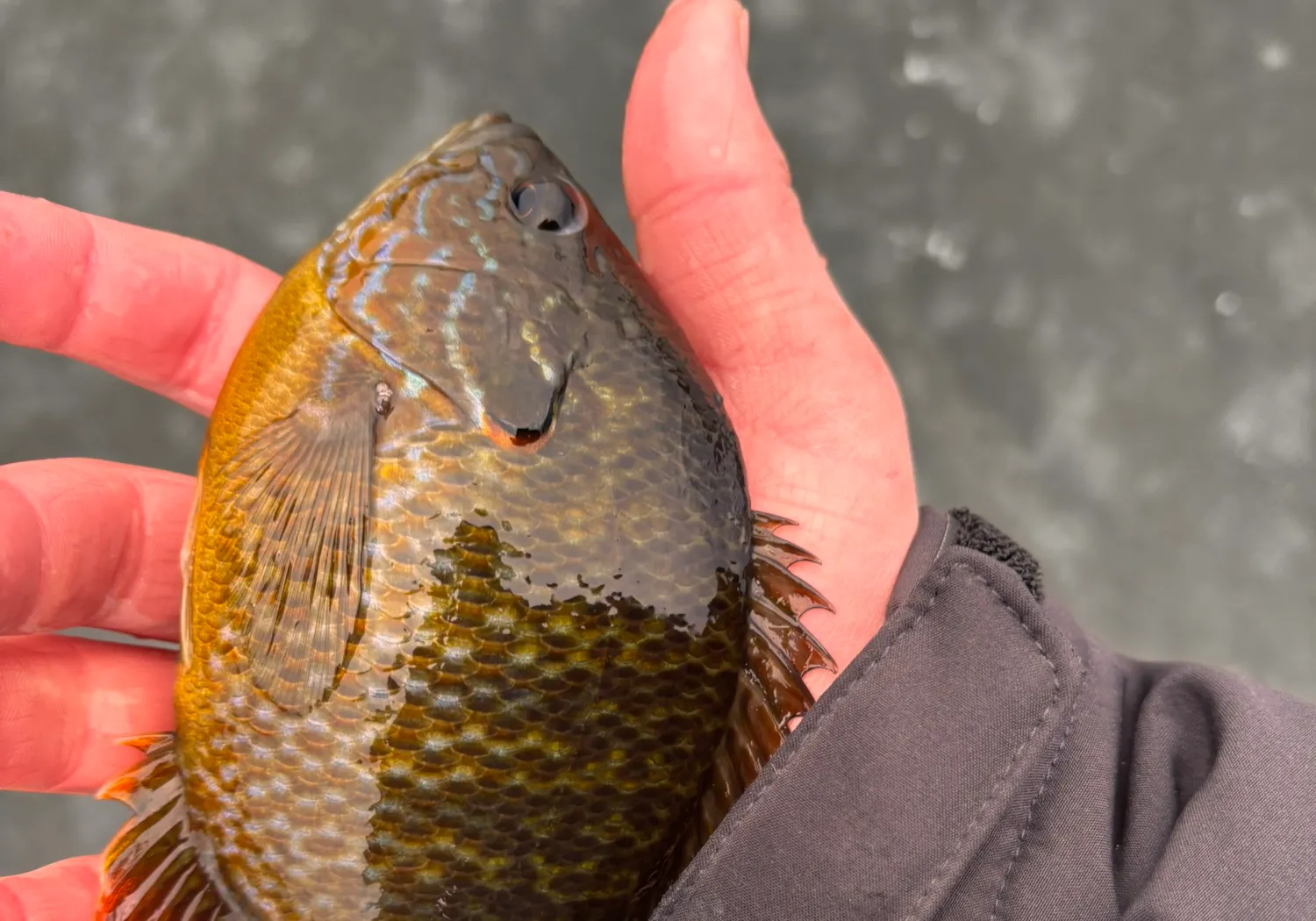 Pumpkinseed x Green sunfish